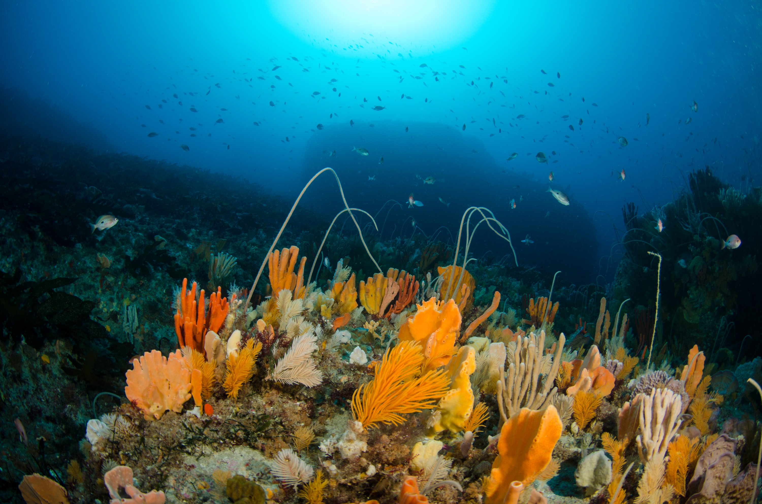 DSC_7039 – Deep, Reef, Tasmania, Bicheno, image, australia