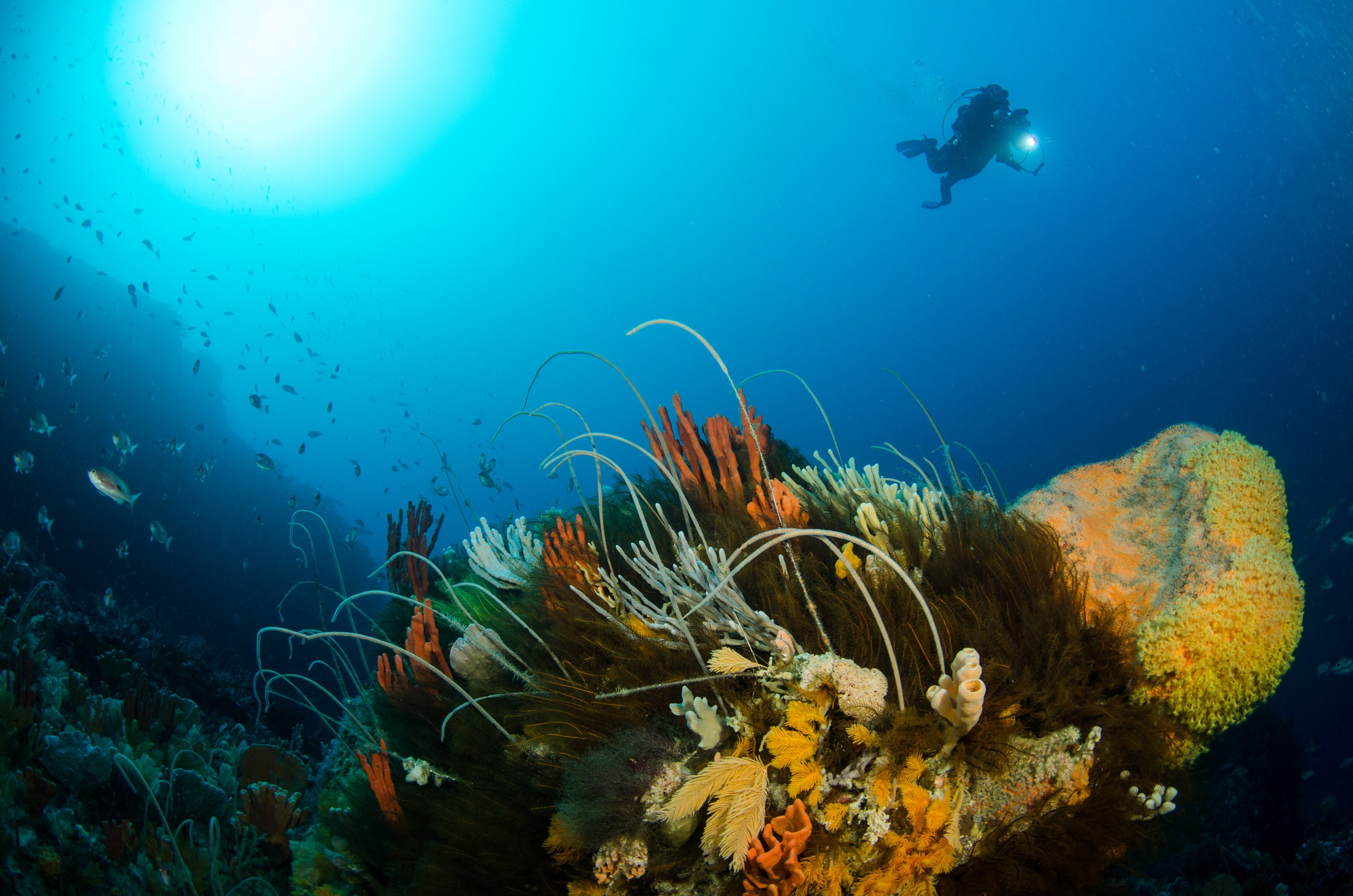 DSC_7041 – Deep, Reef, Tasmania, Bicheno, image, australia