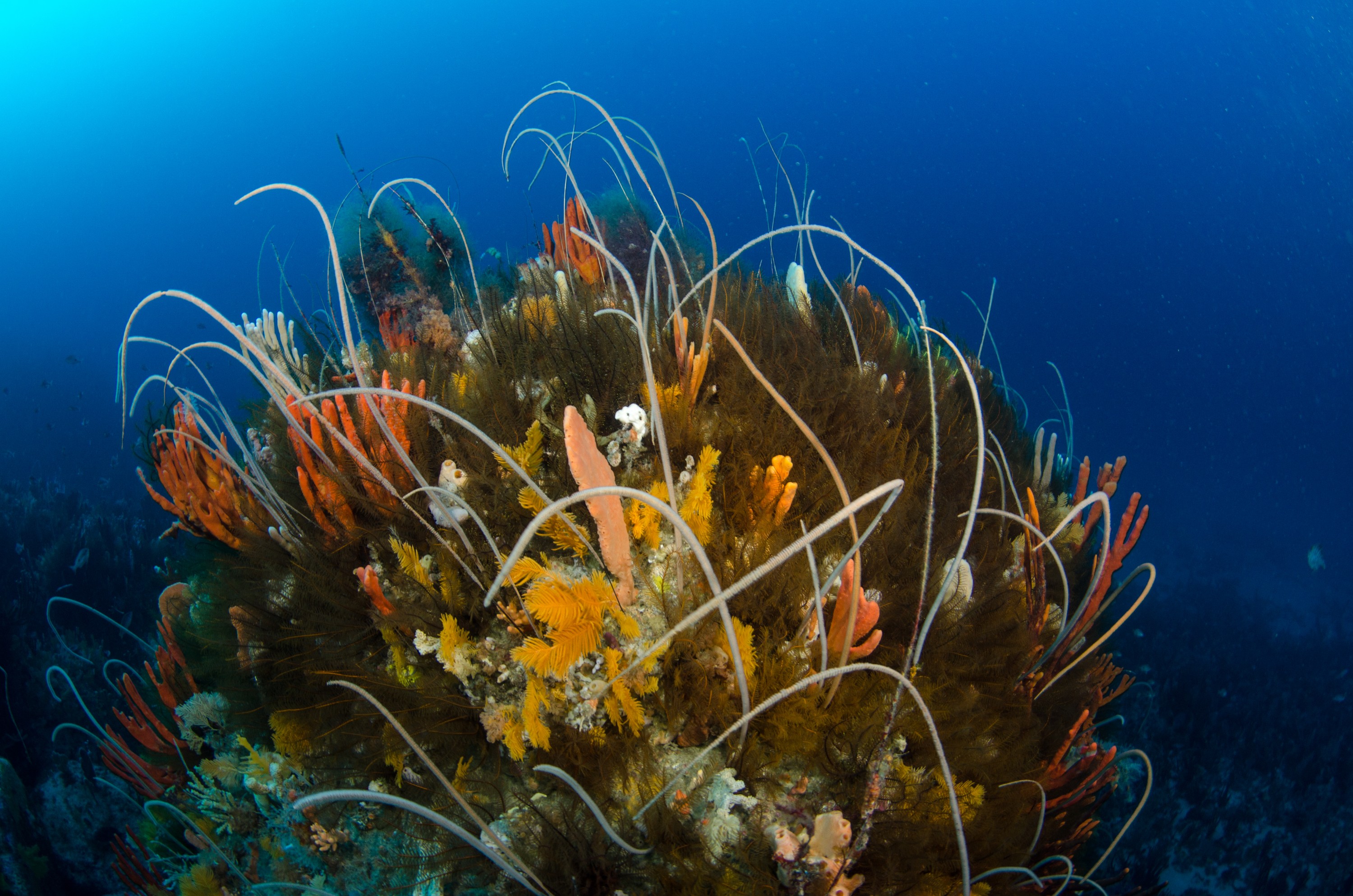 DSC_7058 – Deep, Reef, Tasmania, Bicheno, image, australia
