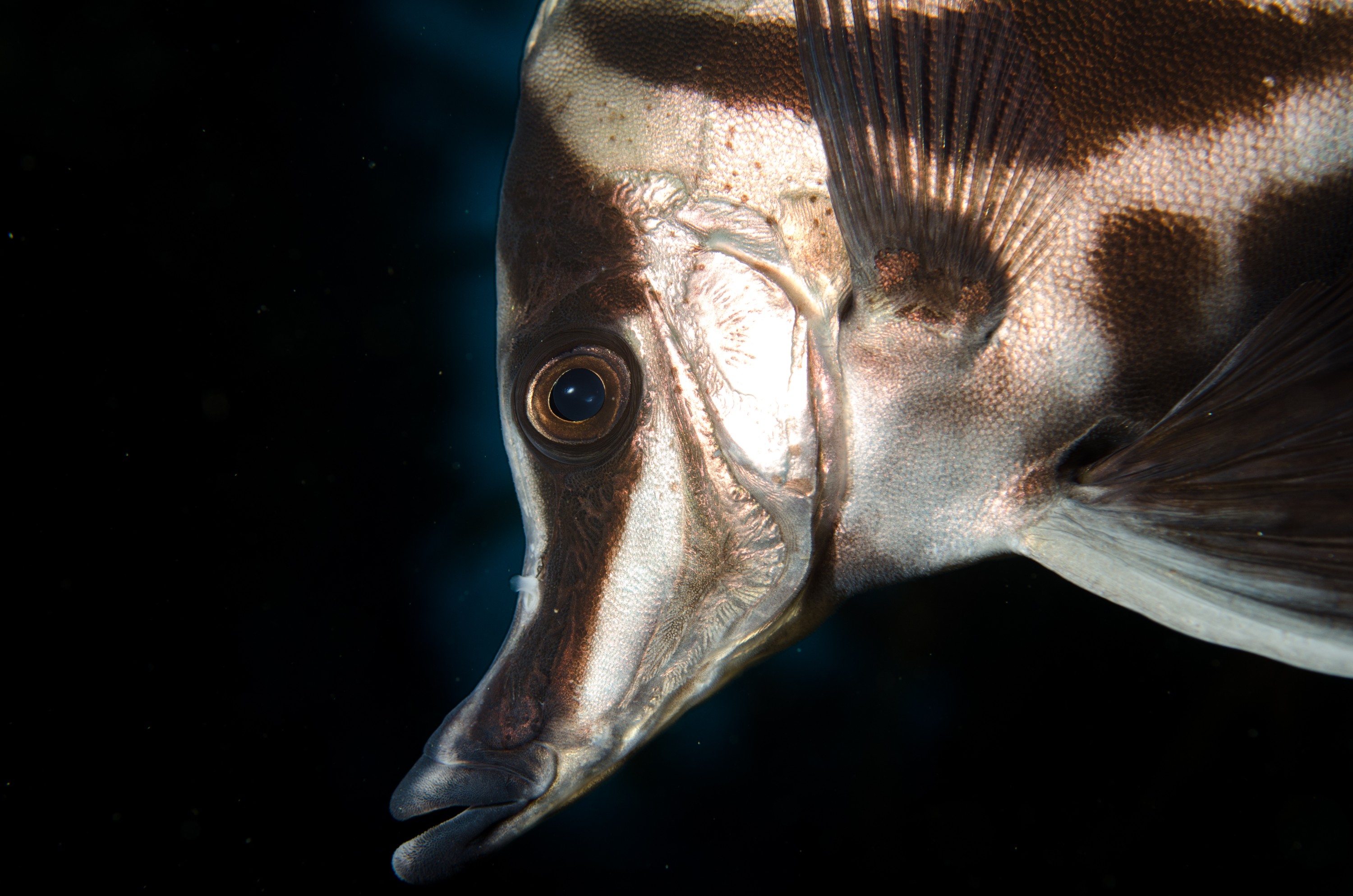 DSC_7359 – Tasmania, crispin, australia, image, Tasmania, Bicheno, image, australia, Long, Snout, Boarfish, Pentaceropsis, recurvirostris,
