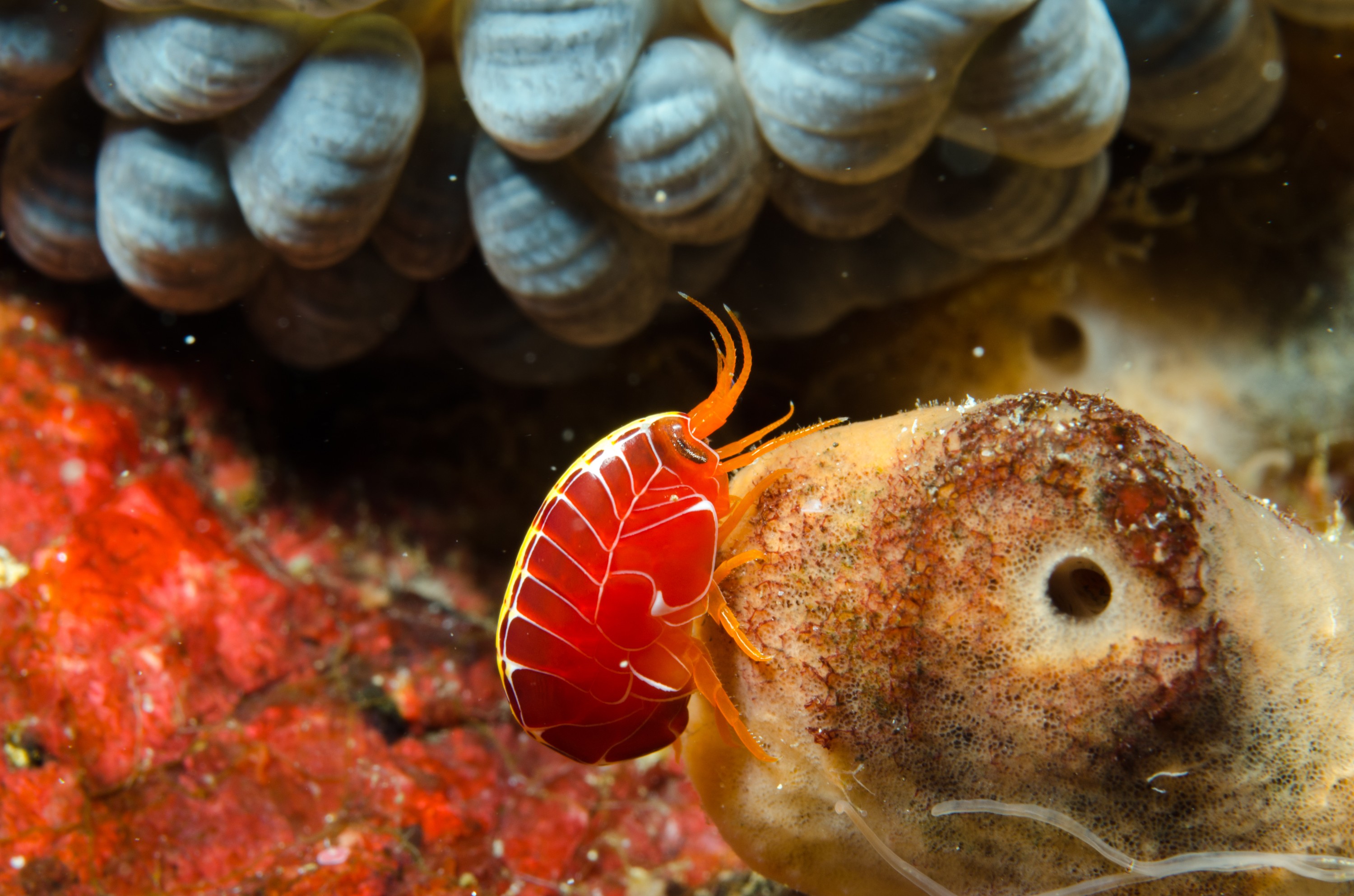 DSC_7422 – Tasmania, crispin, australia, image, Tasmania, Bicheno, image, australia, Coral, Hopper, Amphipod, Amaryllis,