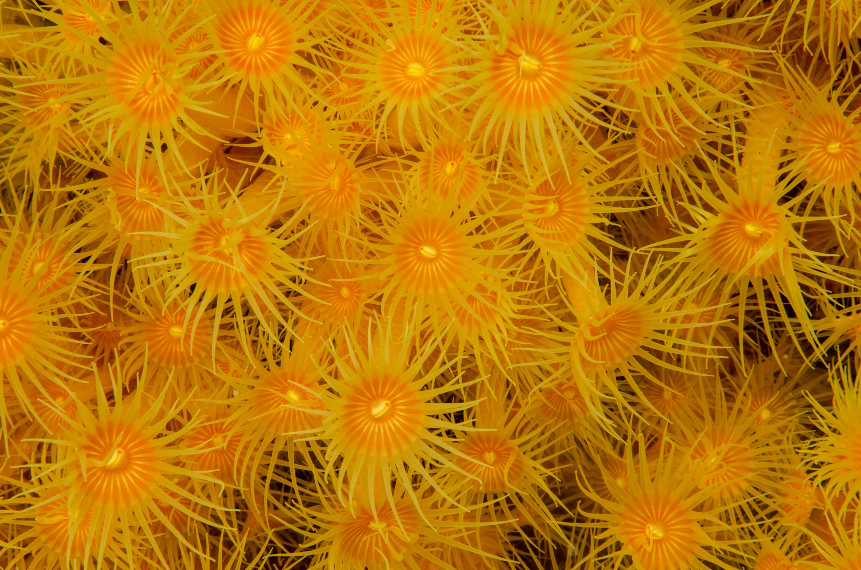 DSC_7441 – Tasmania, crispin, australia, image, Tasmania, Bicheno, image, australia, yellow, zooanthids
