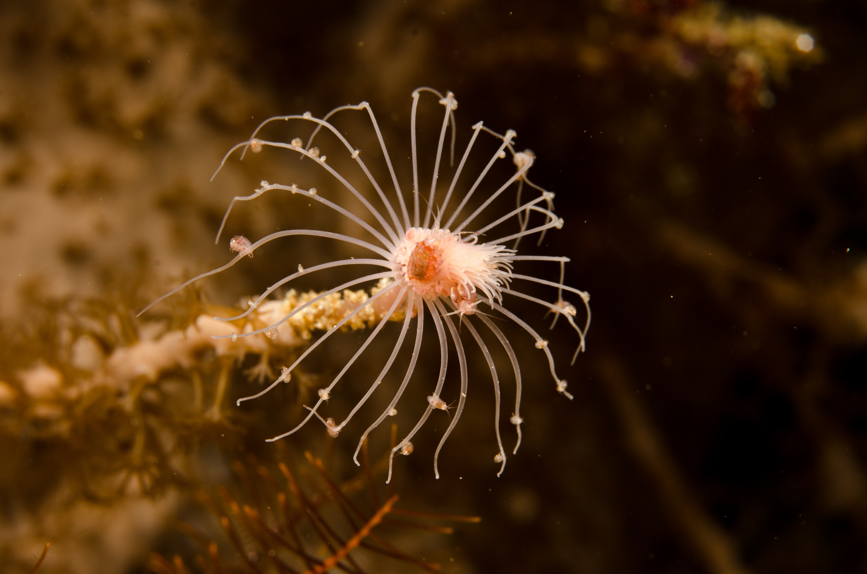 DSC_7453 – Tasmania, crispin, australia, image, Tasmania, Bicheno, image, australia, Hydroids, Amphipods