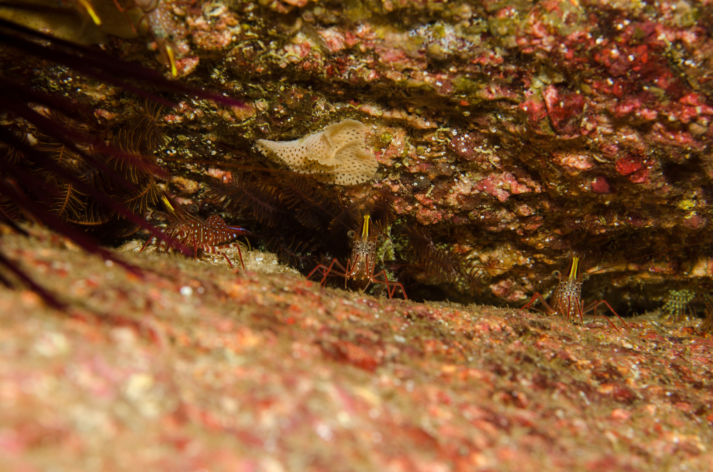 DSC_7508 – Tasmania, crispin, australia, image, Tasmania, Bicheno, image, australia