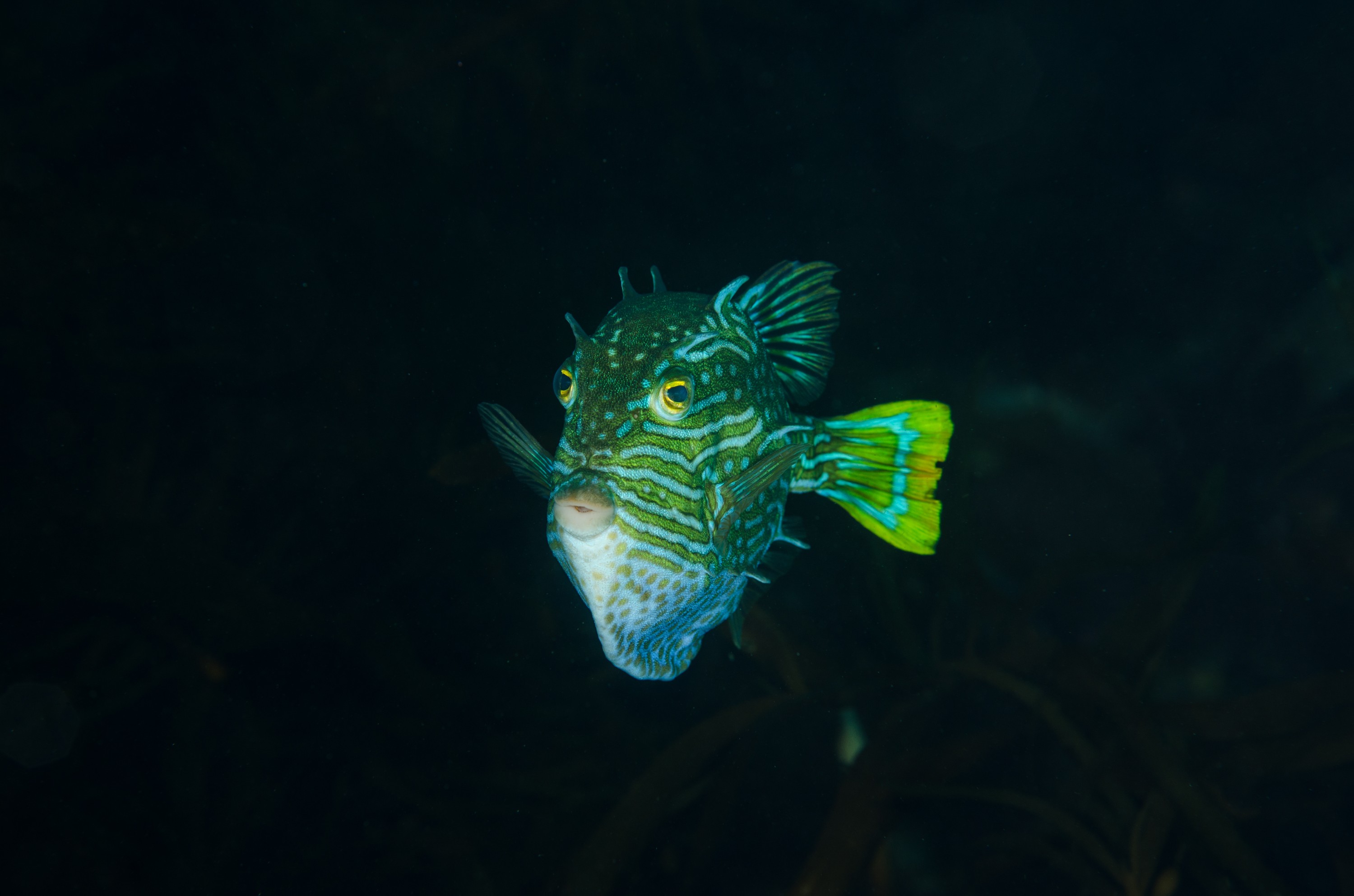 DSC_7533 – Tasmania, crispin, australia, image, Tasmania, Bicheno, image, australia, Shaw's, Cowfish, Aracana, aurita, shaw, shaws
