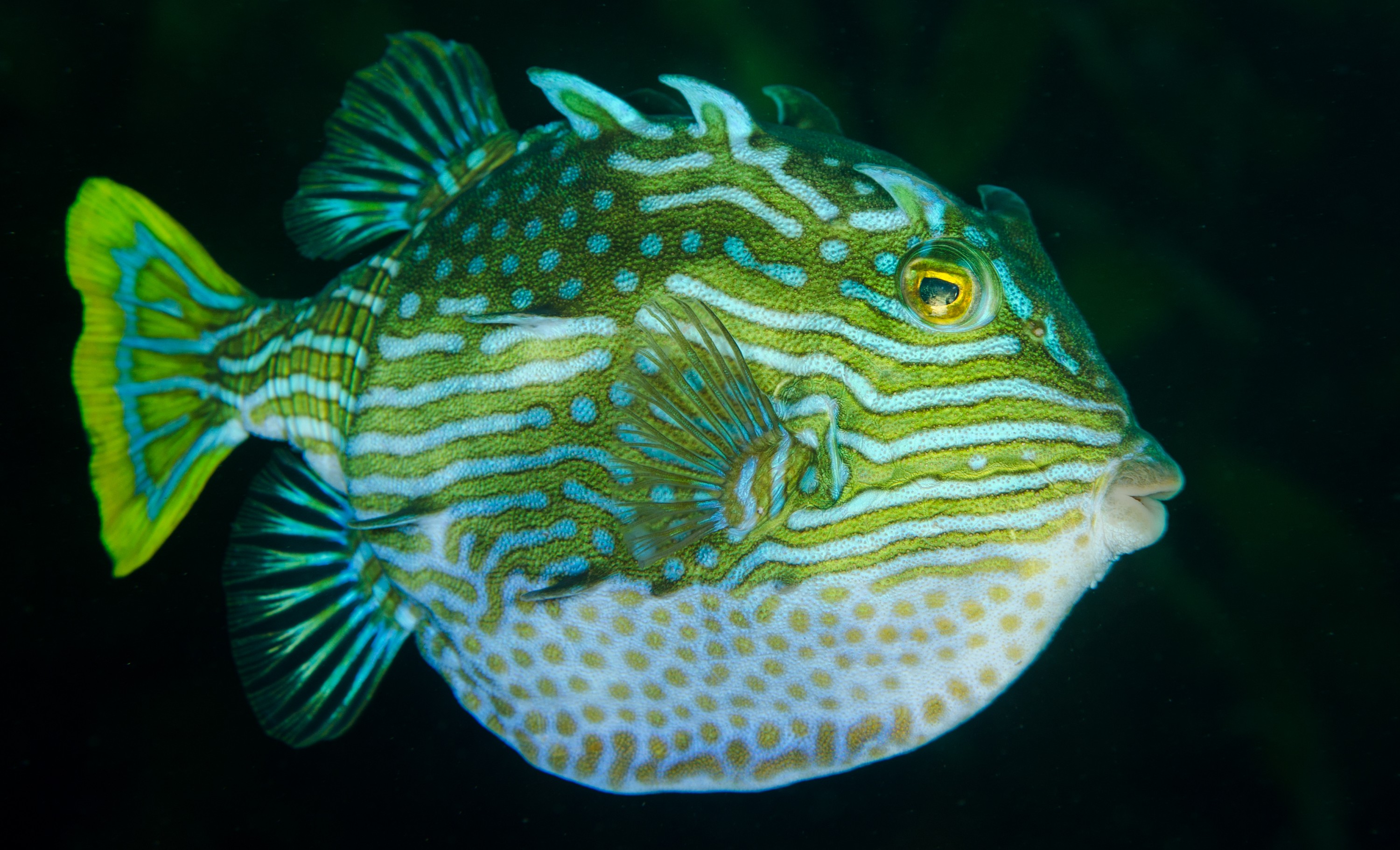 DSC_7541 – Tasmania, crispin, australia, image, Tasmania, Bicheno, image, australia, Shaw's, Cowfish, Aracana, aurita, shaw, shaws