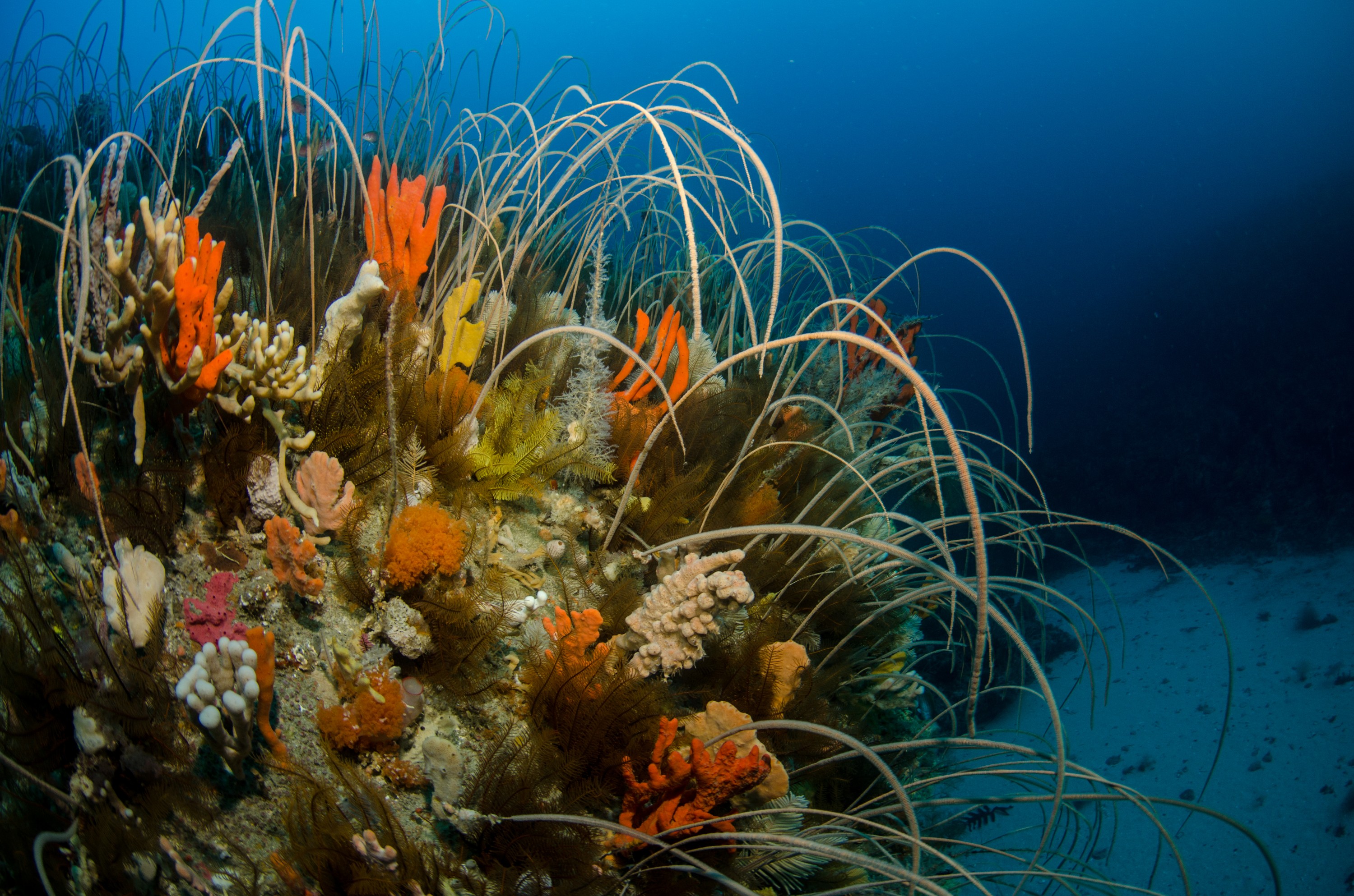 DSC_7581 – Deep, Reef, Tasmania, Bicheno, image, australia