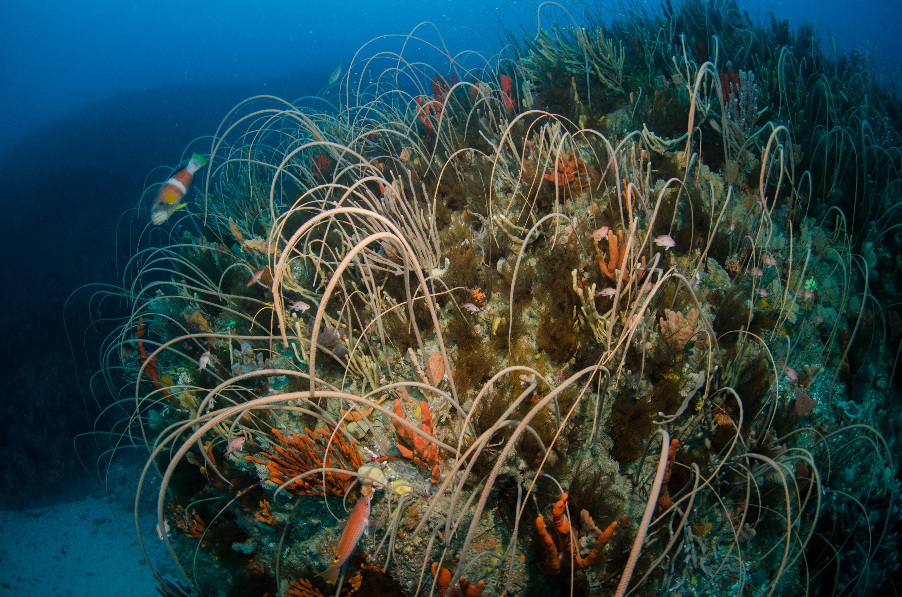 DSC_7598 – Deep, Reef, Tasmania, Bicheno, image, australia