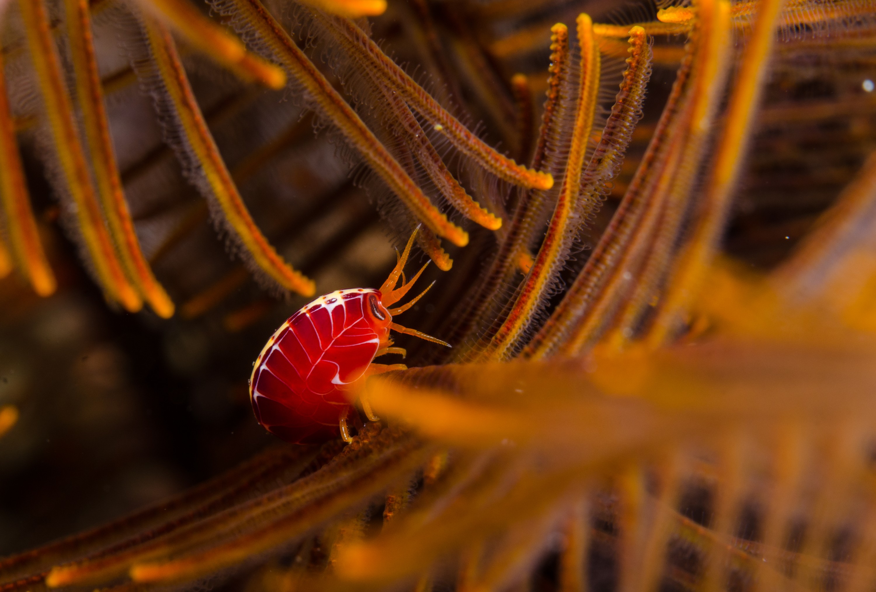 DSC_7695 – Tasmania, crispin, australia, image, Tasmania, Bicheno, image, australia, Coral, Hopper, Amphipod, Amaryllis,