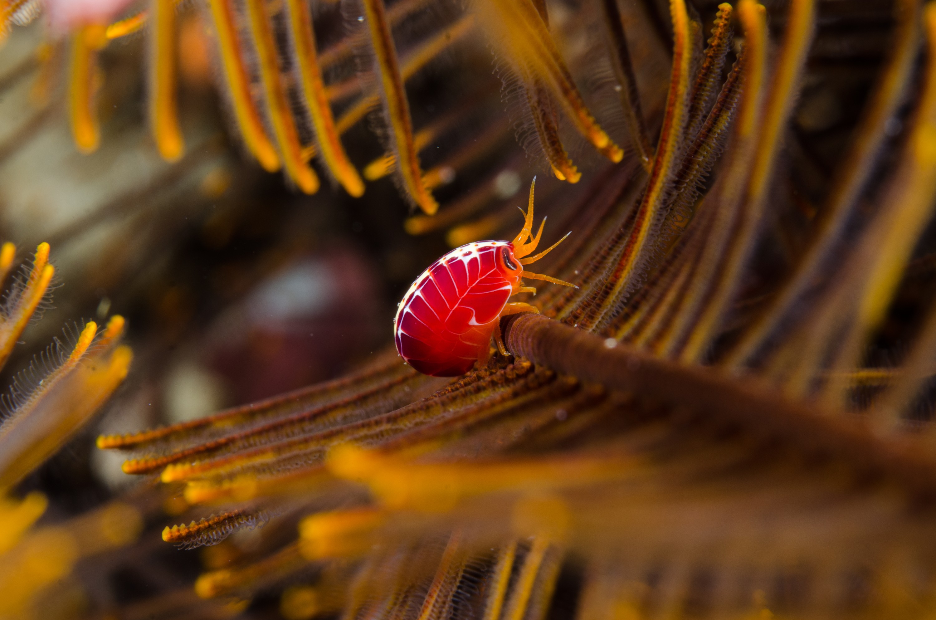 DSC_7706 – Tasmania, crispin, australia, image, Tasmania, Bicheno, image, australia, Coral, Hopper, Amphipod, Amaryllis,