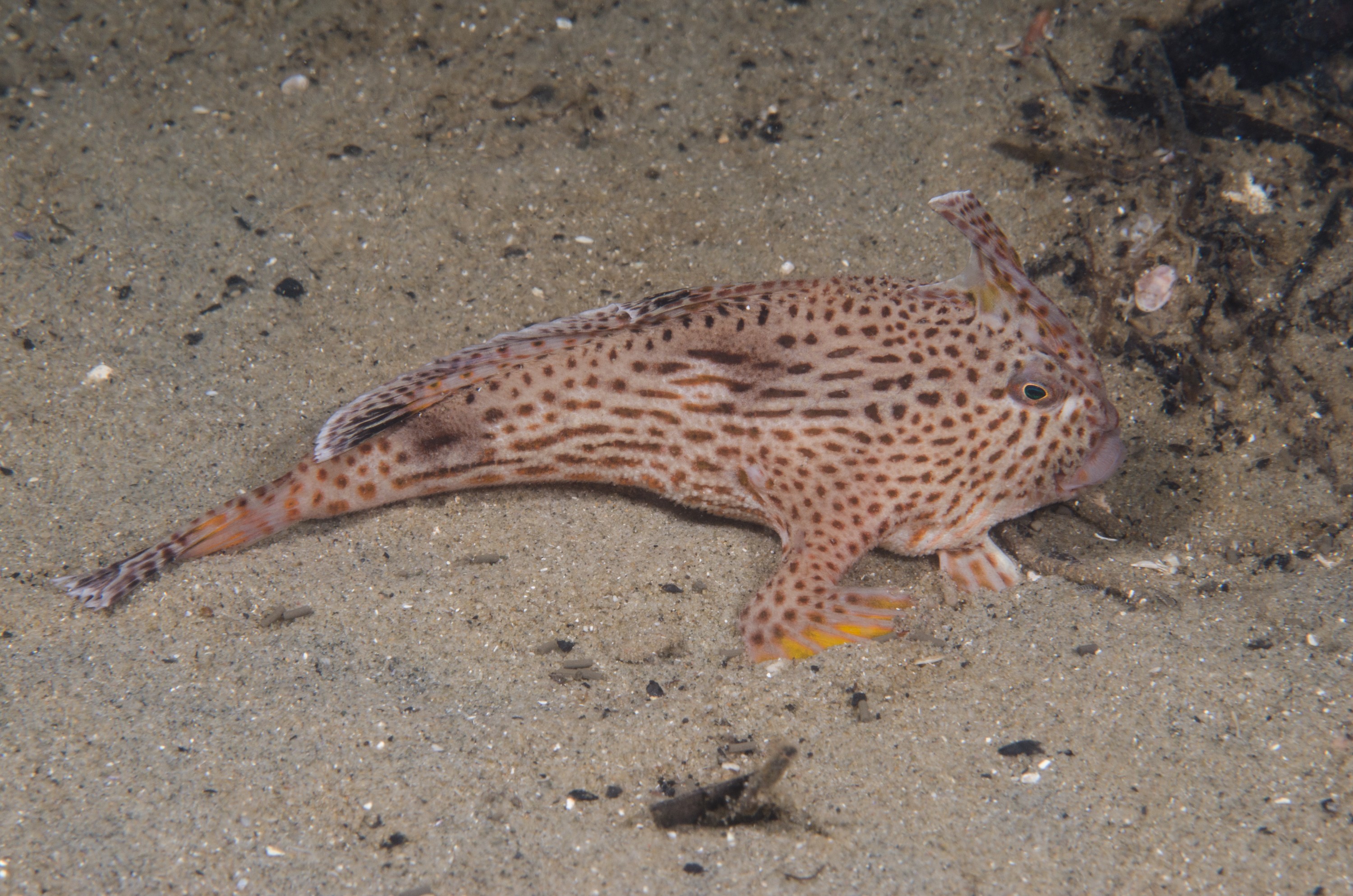 DSC_8071 – Tasmania, crispin, australia, image, Tasmania, Bicheno, image, australia, Spotted, handfish, Brachionichthys, hirsutus,
