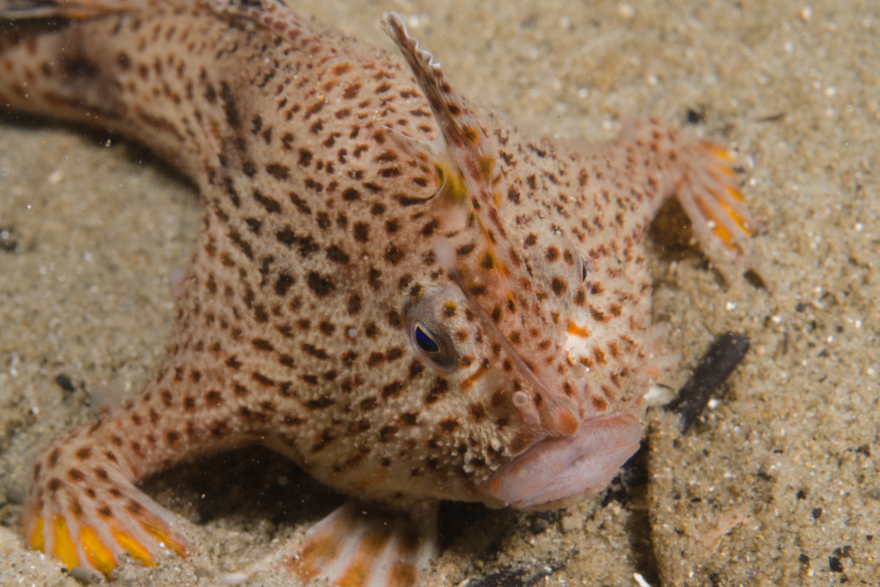 DSC_8077 – Tasmania, crispin, australia, image, Tasmania, Bicheno, image, australia, Spotted, handfish, Brachionichthys, hirsutus,