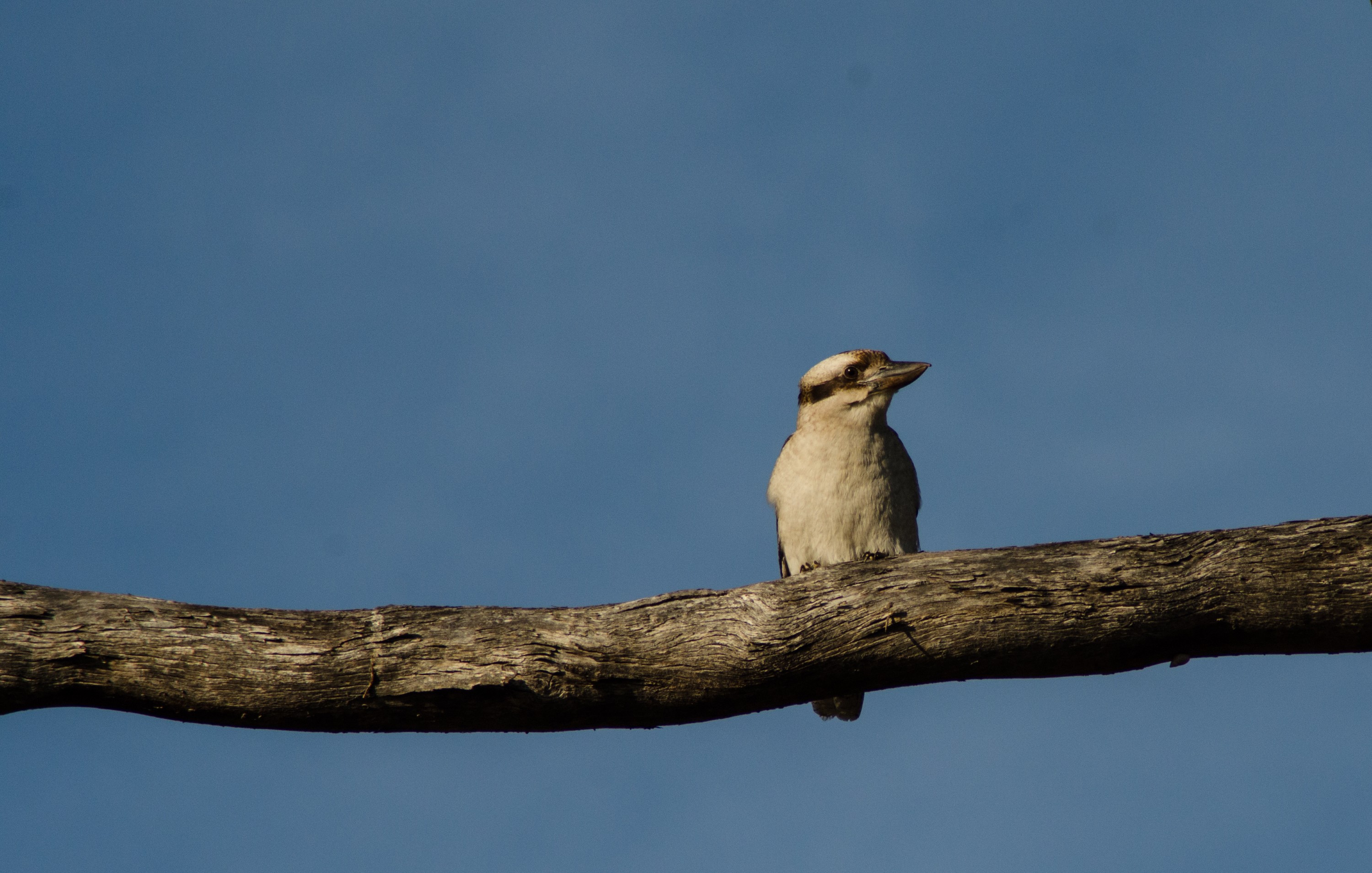 DSC_8193 – Tasmania, crispin, australia, image, Tasmania, Bicheno, image, australia
