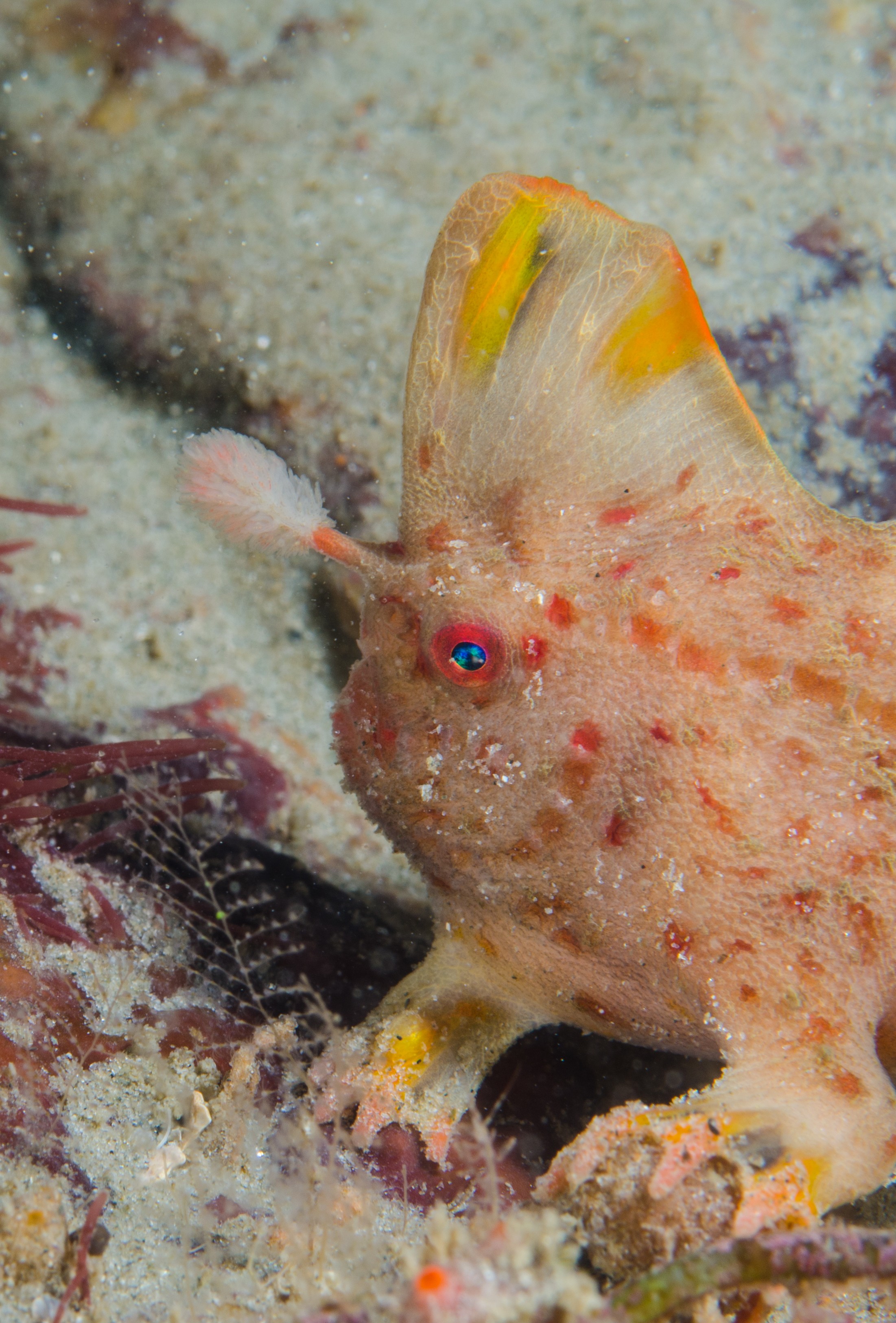 DSC_8490 – Tasmania, crispin, australia, image, Tasmania, Bicheno, image, australia, Red, Handfish, Thymichthys, politus, hand, fish