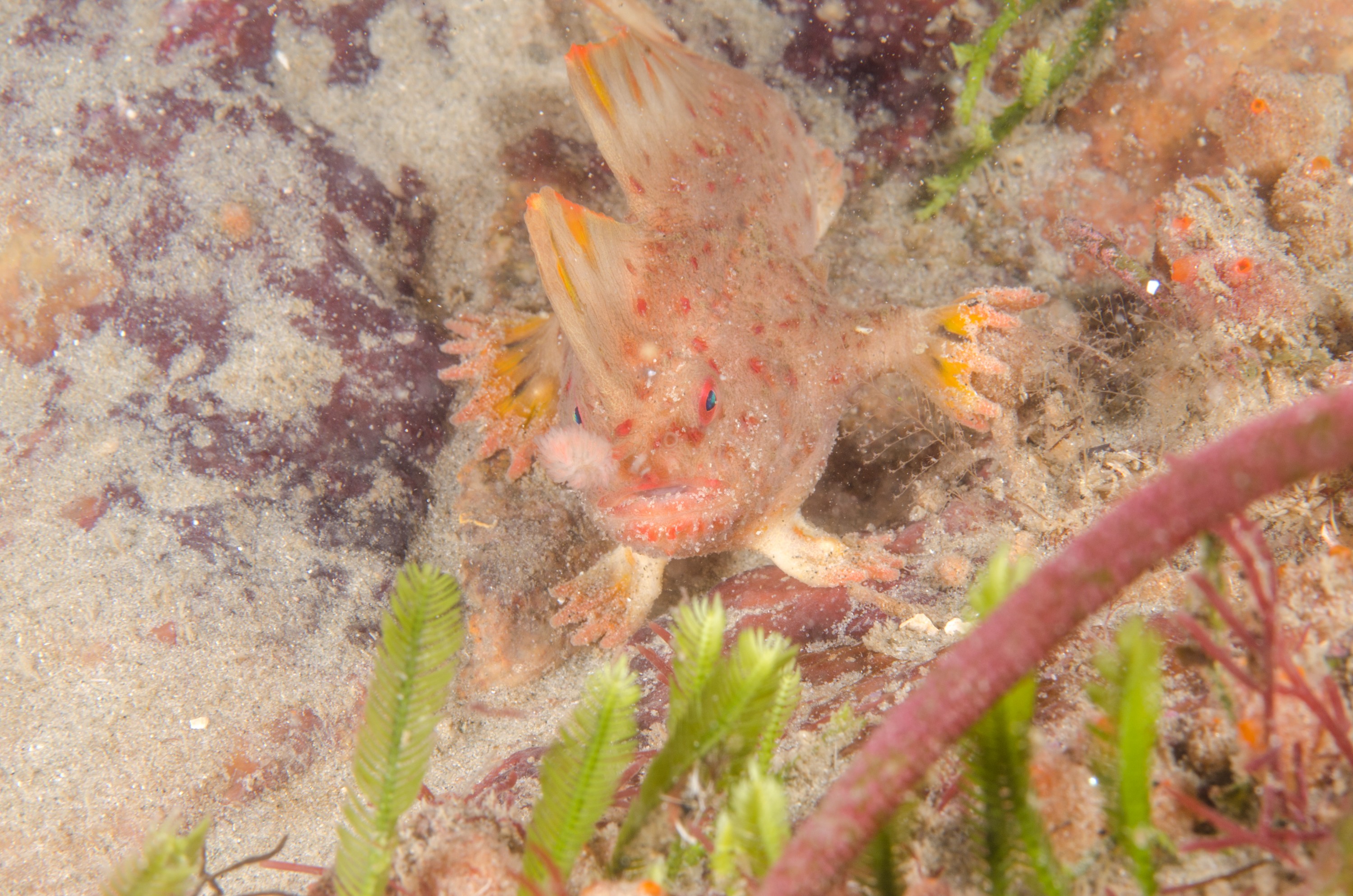 DSC_8495 – Tasmania, crispin, australia, image, Tasmania, Bicheno, image, australia, Red, Handfish, Thymichthys, politus, hand, fish