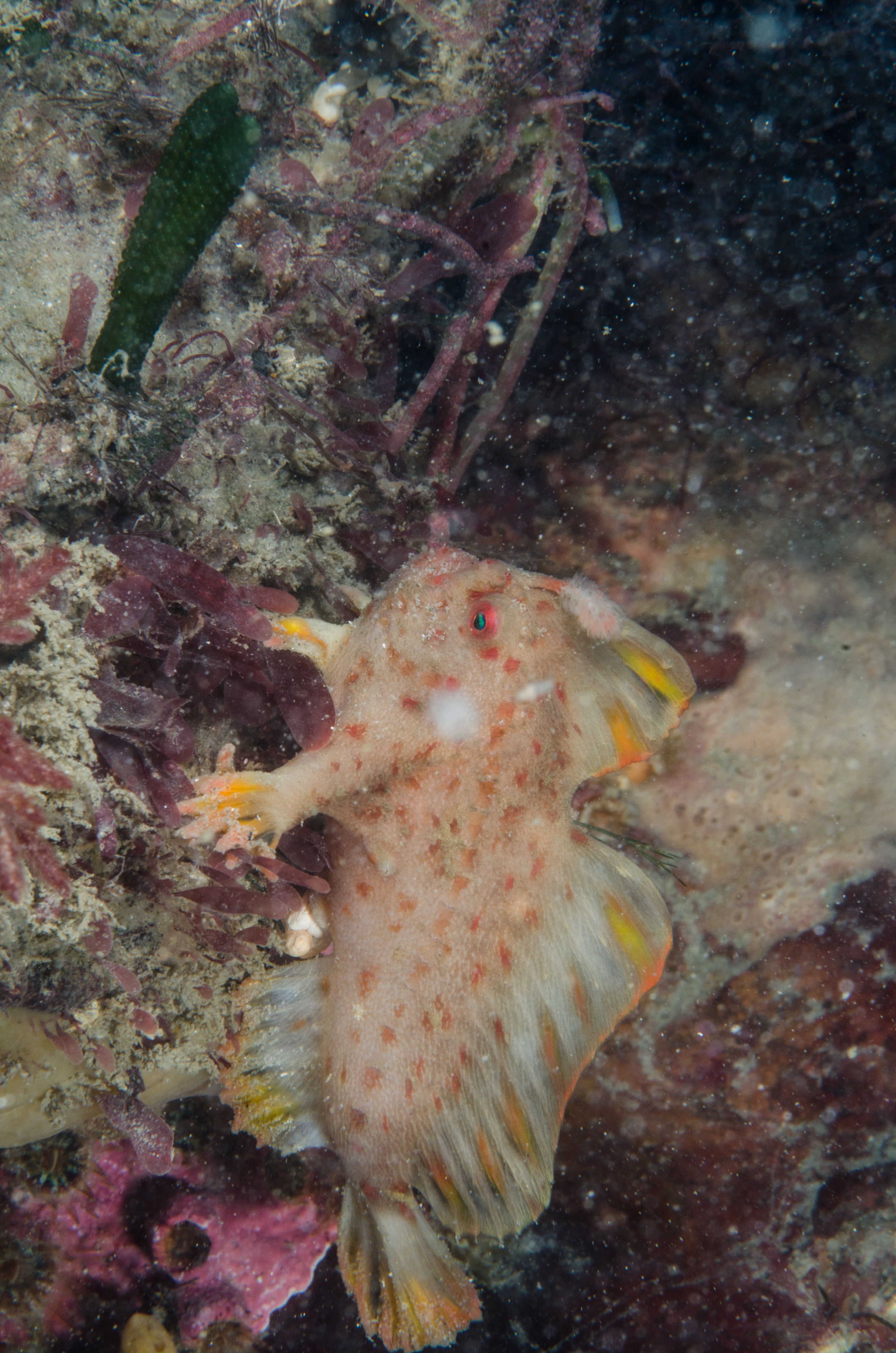 DSC_8513 – Tasmania, crispin, australia, image, Tasmania, Bicheno, image, australia, Red, Handfish, Thymichthys, politus, hand, fish