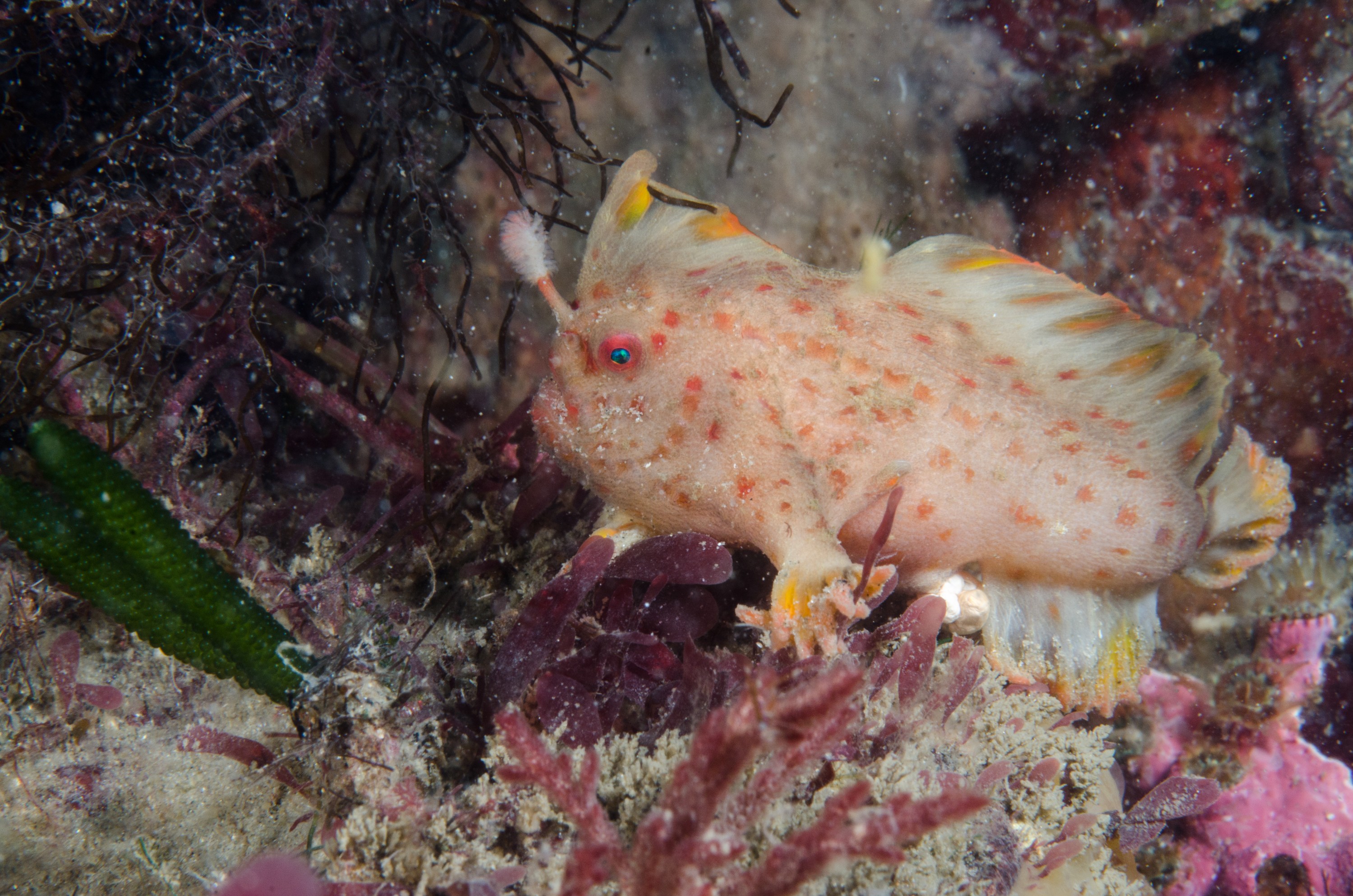 DSC_8514 – Tasmania, crispin, australia, image, Tasmania, Bicheno, image, australia, Red, Handfish, Thymichthys, politus, hand, fish
