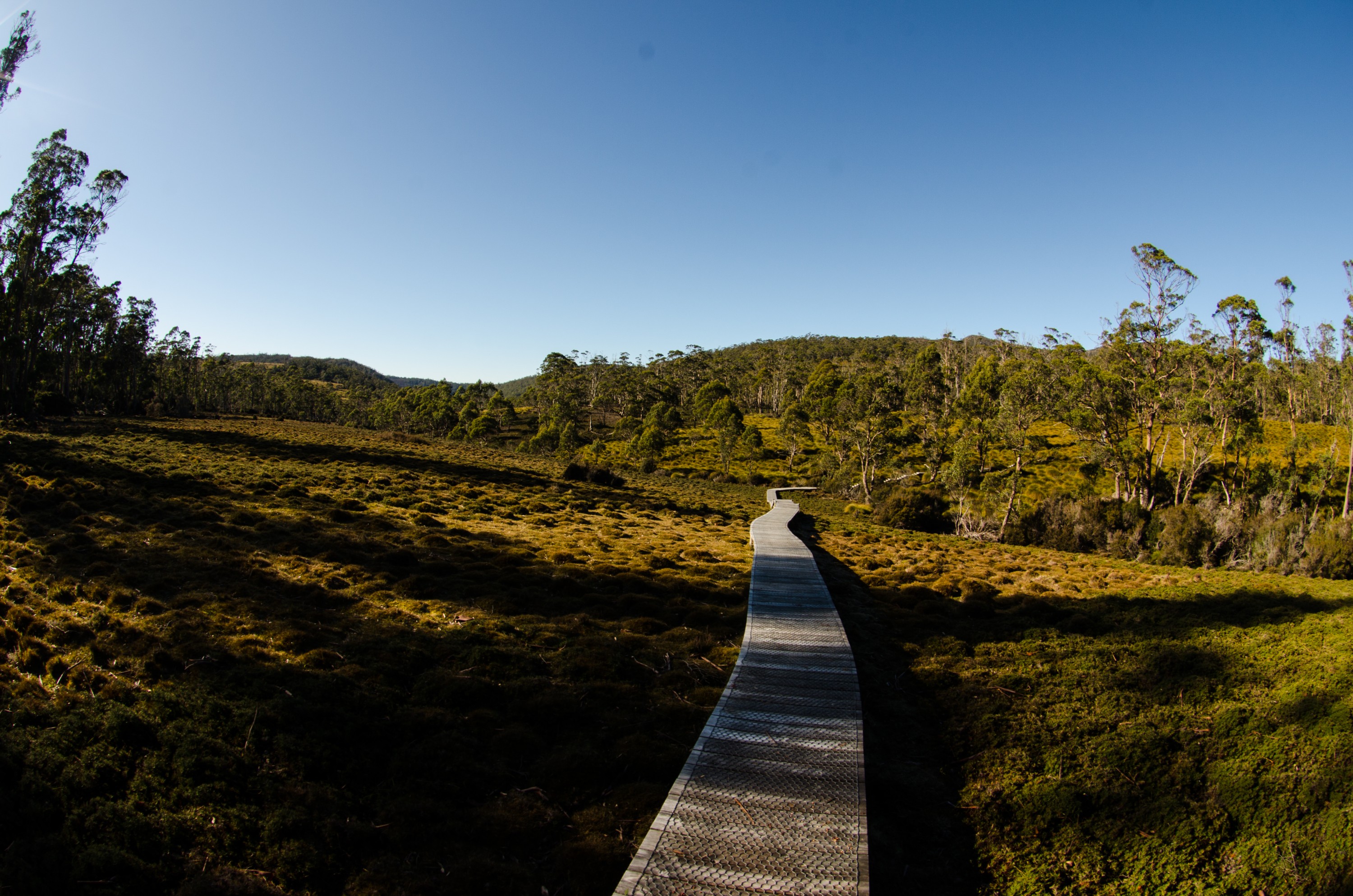 DSC_8571 – Tasmania, crispin, australia, image, Tasmania, Bicheno, image, australia, Cradle Mountain