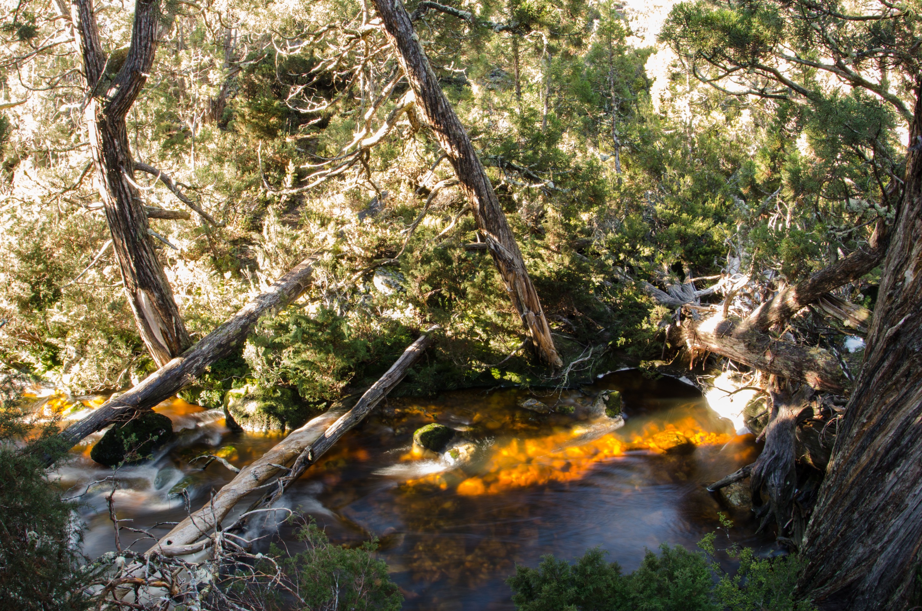 DSC_8595 – Tasmania, crispin, australia, image, Tasmania, Bicheno, image, australia, Cradle Mountain