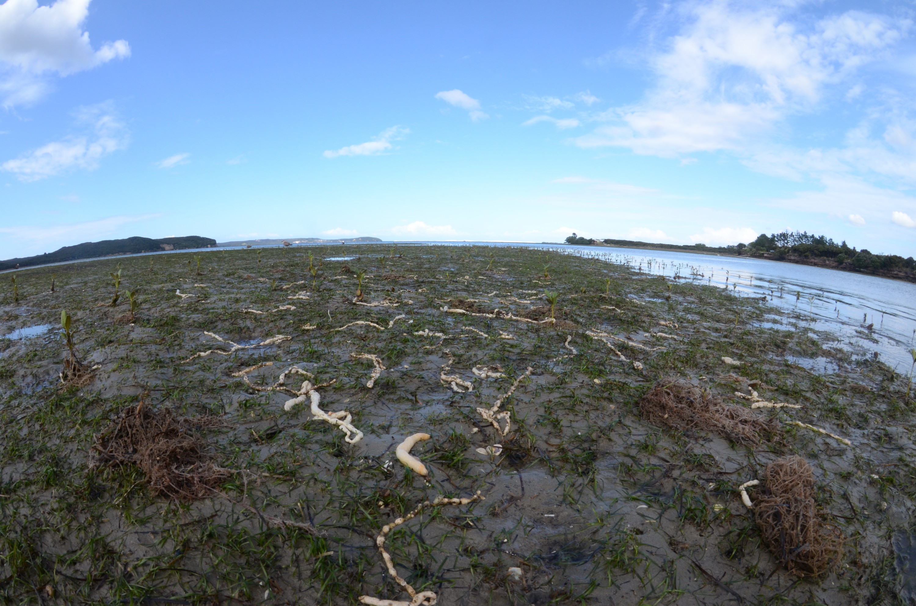 DSC_0139 – new, zealand, new zealand, nz, crispin, Eudistoma, elongatum , crispin, marine, pest, sea squirt, squirt, ascidian, parengarenga,