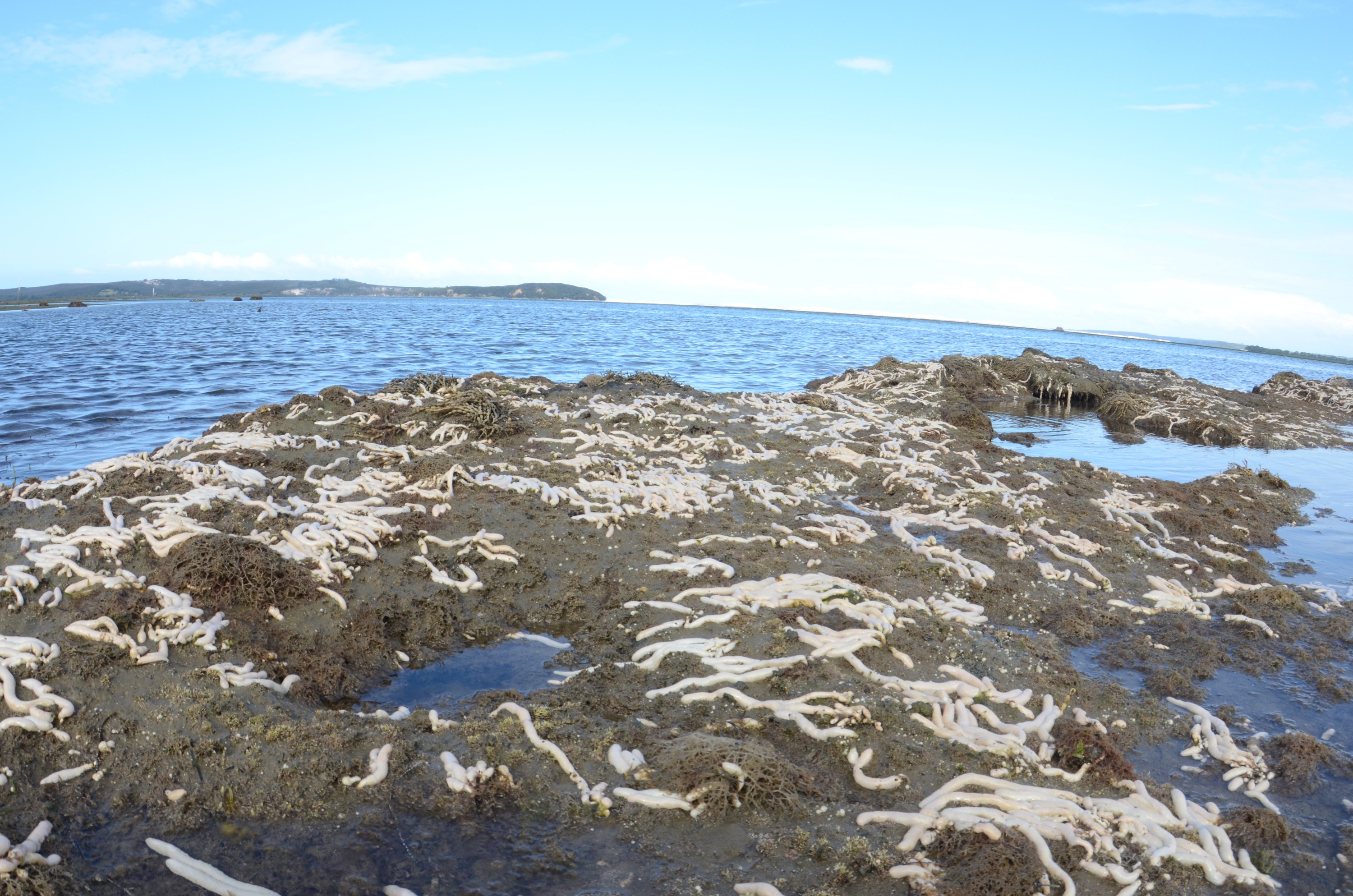 DSC_0156 – new, zealand, new zealand, nz, crispin, Eudistoma, elongatum , crispin, marine, pest, sea squirt, squirt, ascidian, parengarenga,