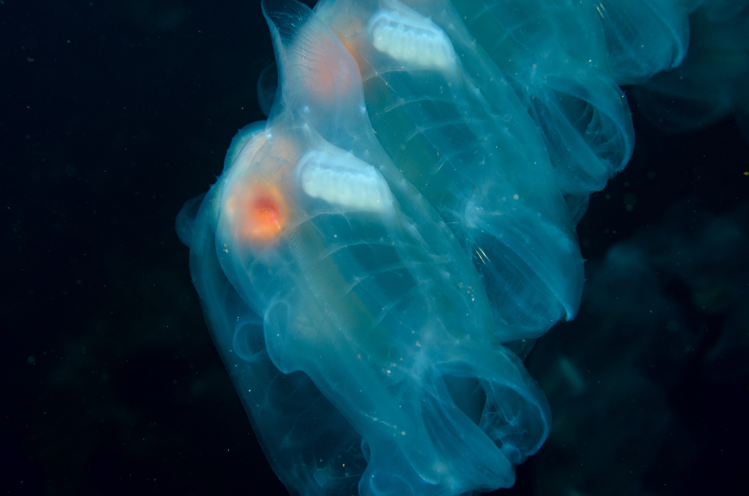 DSC_1175 – 2016, Island, Kermadec, Macauley, NIWA, New, October 16, RV, Salp, Zealand, chain, crispin, expedition, kermadecs, marine, nz, ocean, reserve, sanctuary, seacology, seacologynz, tangaroa