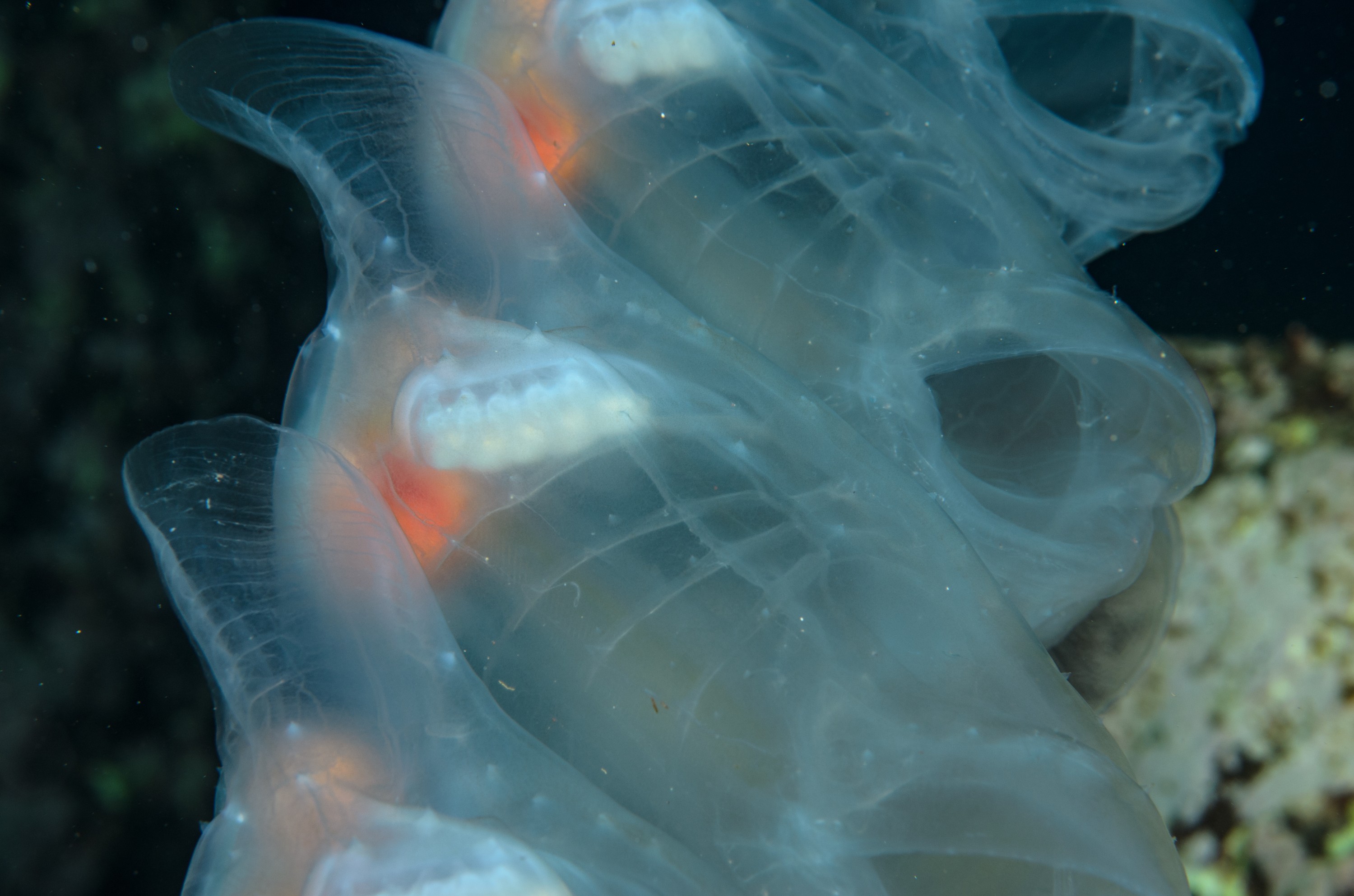 DSC_1177 – 2016, Island, Kermadec, Macauley, NIWA, New, October 16, RV, Salp, Zealand, chain, crispin, expedition, kermadecs, marine, nz, ocean, reserve, sanctuary, seacology, seacologynz, tangaroa
