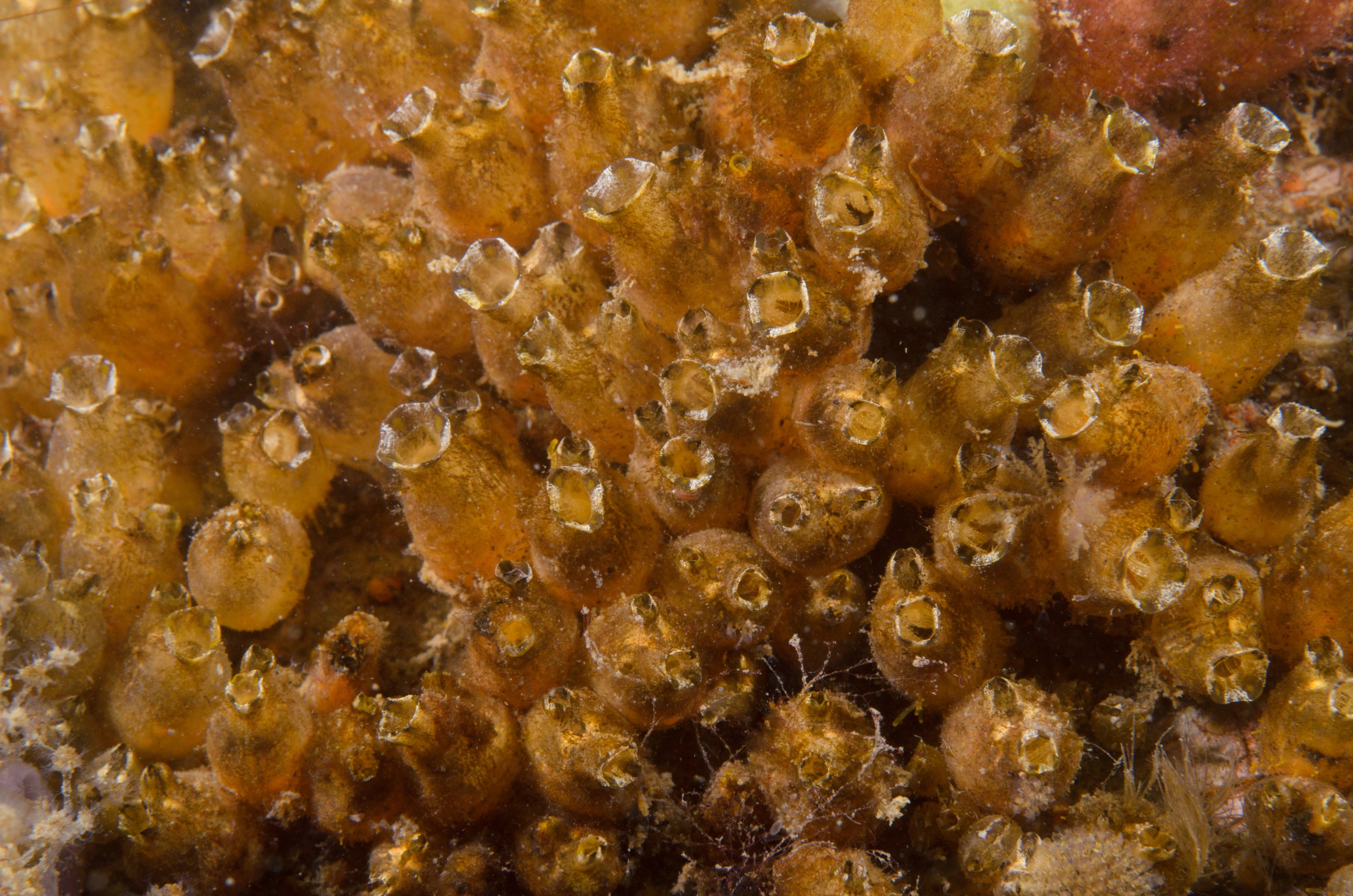 DSC_1678 – crispin, nz, new, zealand, new zealand, aug16_cm, Polyandrocarpa, zorritensis, invasive, pest, ascidian,