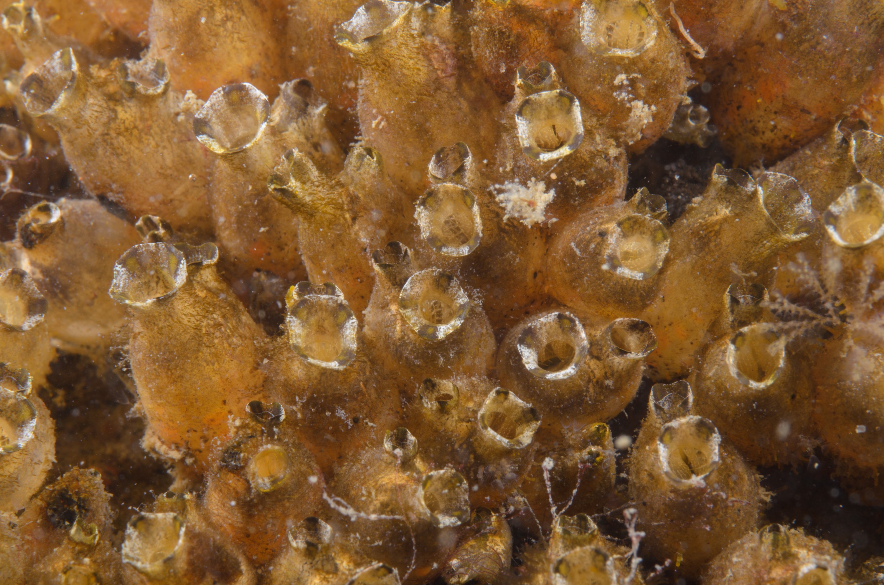 DSC_1720 – crispin, nz, new, zealand, new zealand, aug16_cm, Polyandrocarpa, zorritensis, invasive, pest, ascidian,