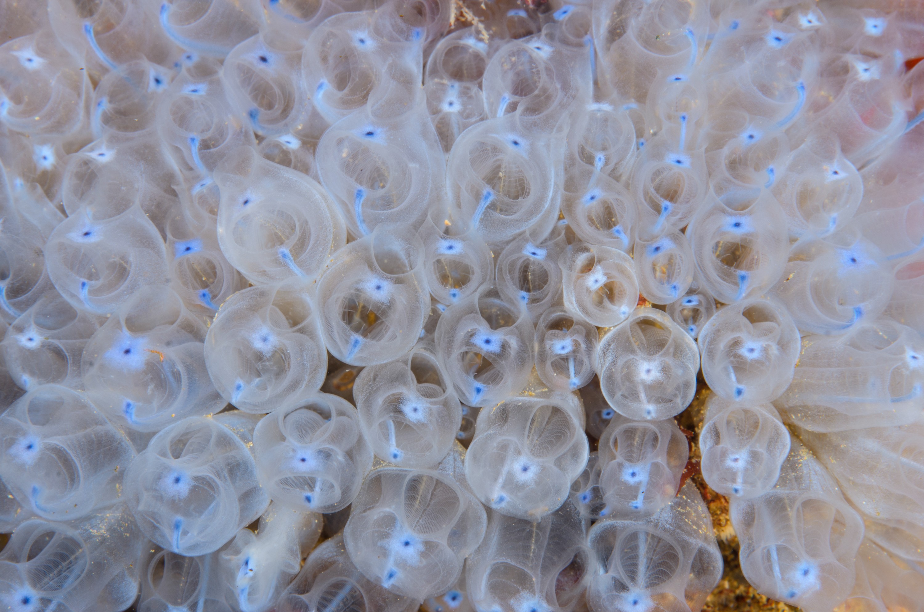 DSC_2283 – crispin, nz, new, zealand, new zealand, aug16_cm, Bluebell, Tunicates, Clavelina, puertosecensis, blue, bell, squirt, ascidian, poor, knights, marine, reserve