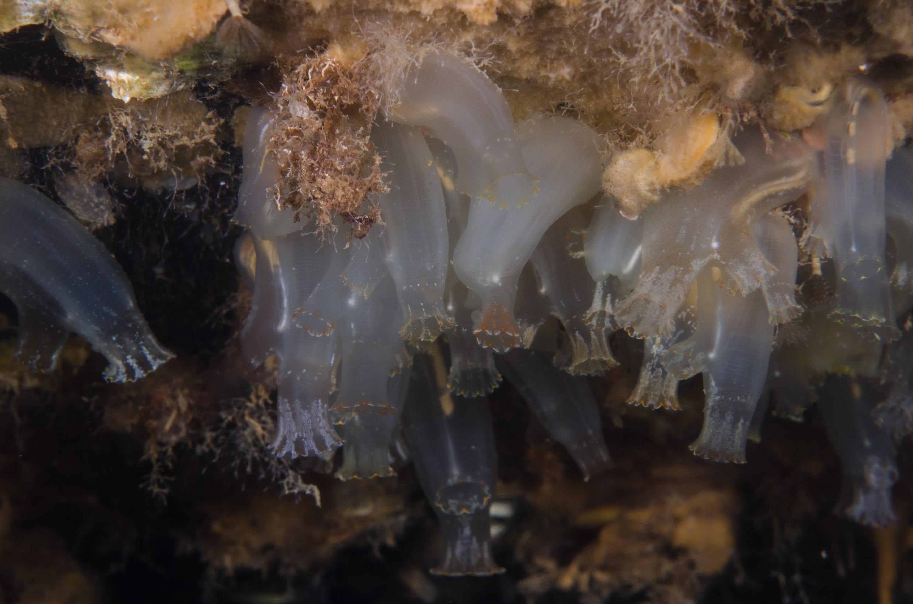 DSC_5914 – crispin, nz, new, zealand, new zealand, Vase, Tunicate, Ciona, intestinalis, sea, squirt, seasquirt