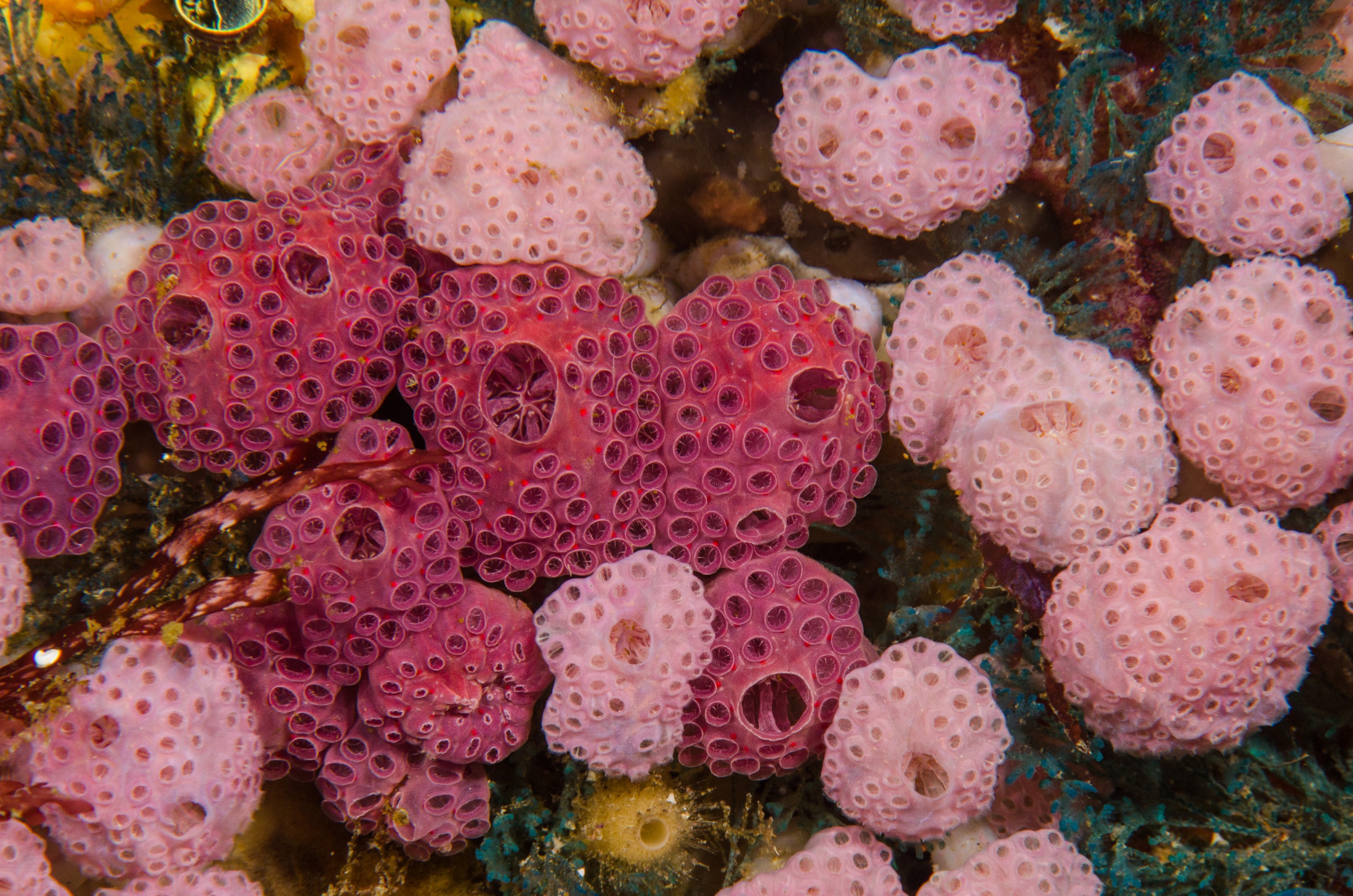DSC_7244 – new, zealand, new zealand, nz, crispin, Compound, Ascidian, Hypsistozoa, fasmeriana, purple, squirt, sea, filter