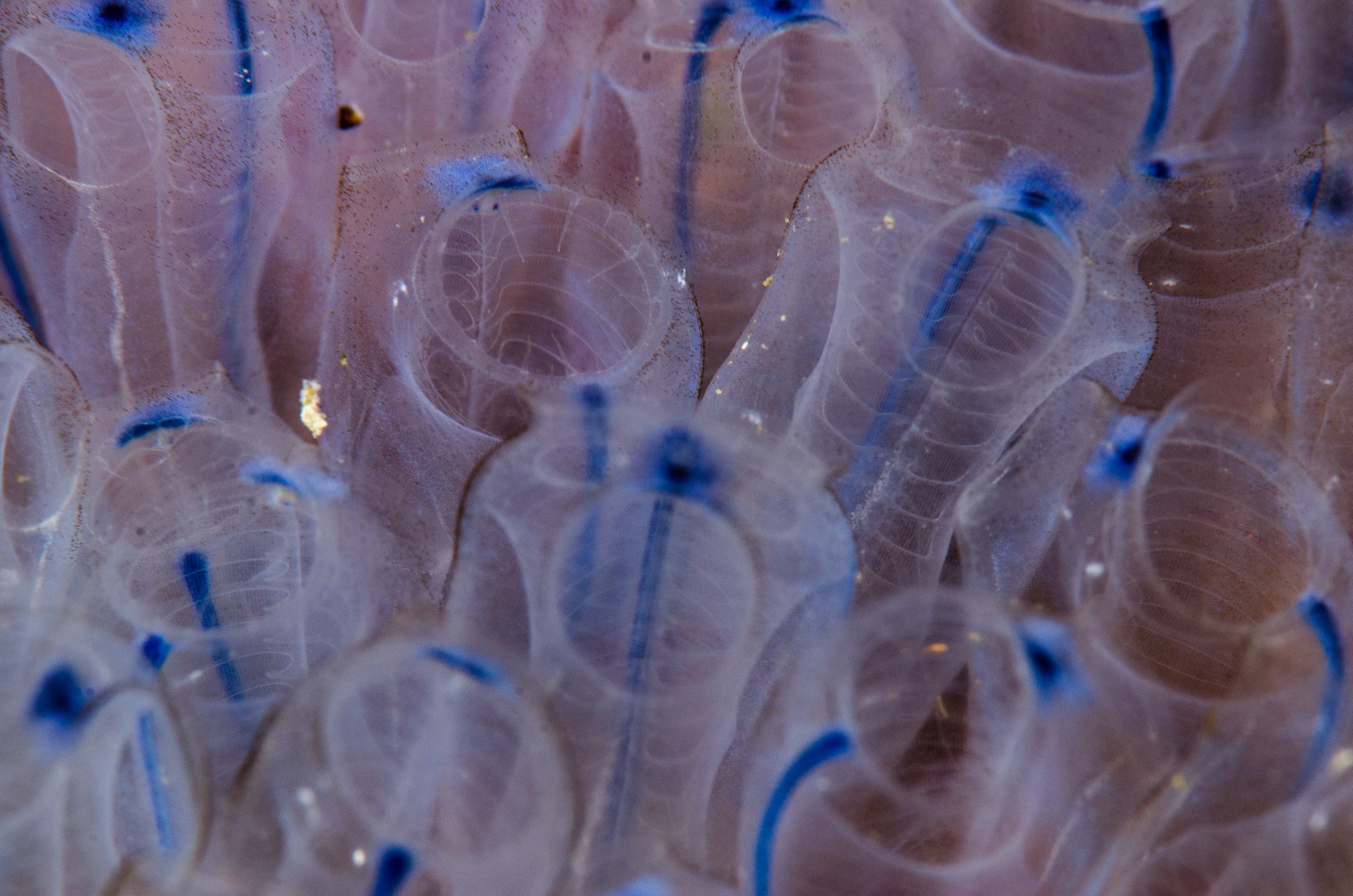 DSC_7292 – Underwater, Blue, bell, tunicates, Pycnoclavellina, bluebell, ascidian, poor, knights, marine, reserve, Crispin, marine, new zealand, zealand, new, nz,