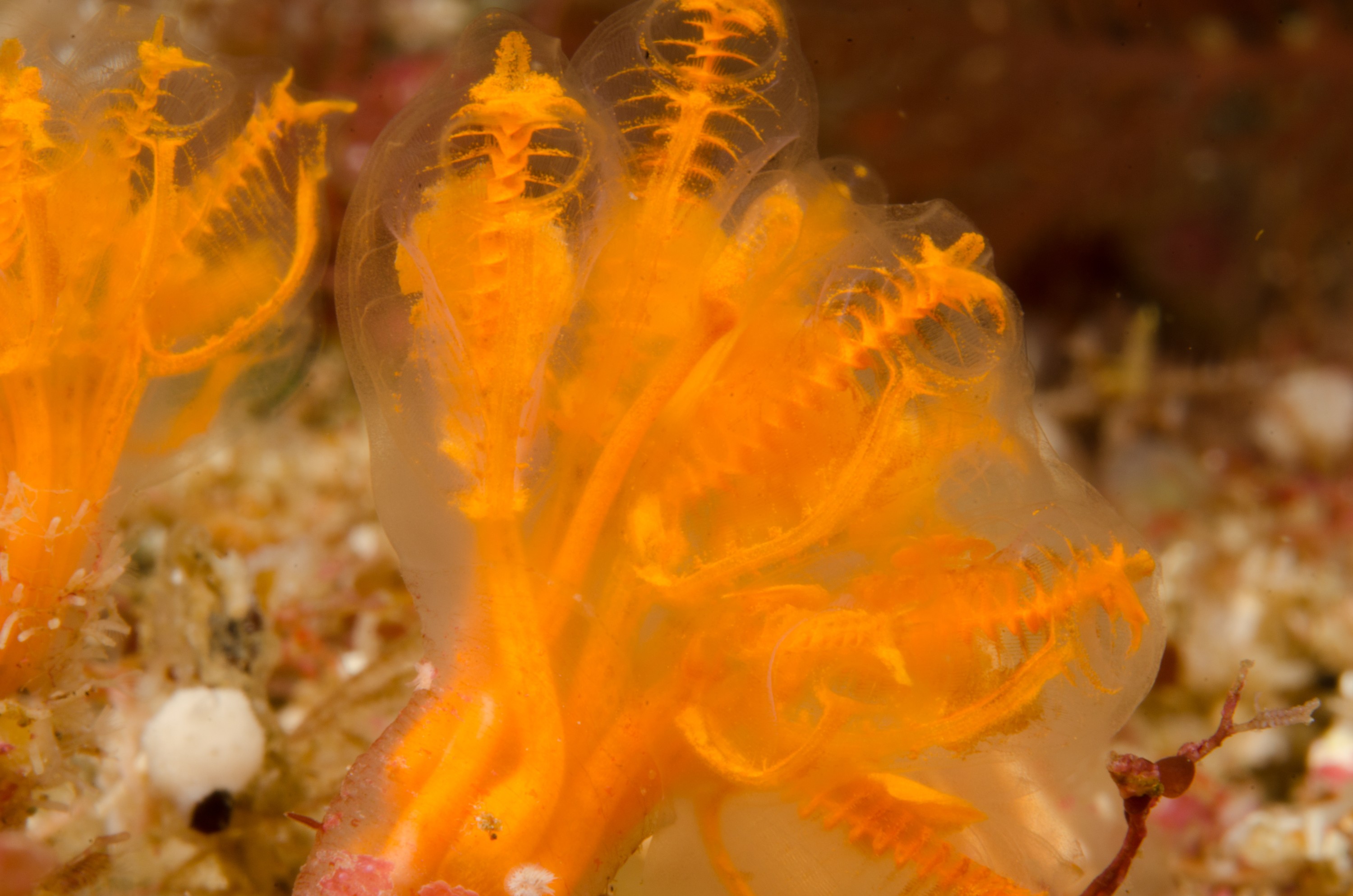 DSC_9478 – Ascidian, Poor, crispin, knights, marine, new, northland, nz, reserve, unknown, zealand, JAN17