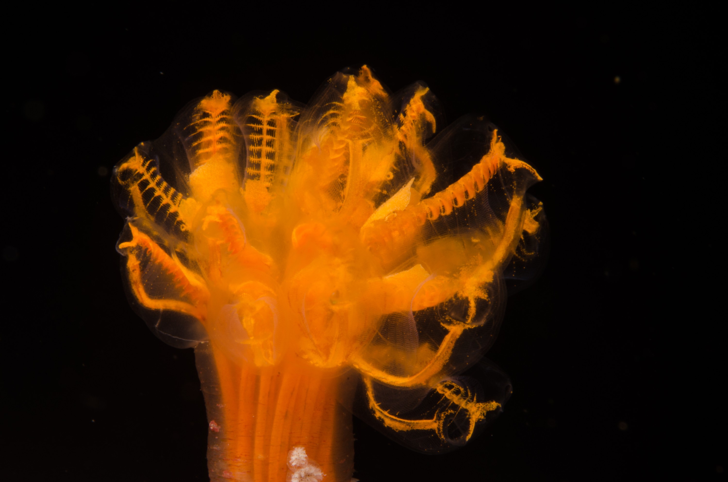 DSC_9482 – Ascidian, Poor, crispin, knights, marine, new, northland, nz, reserve, unknown, zealand, JAN17