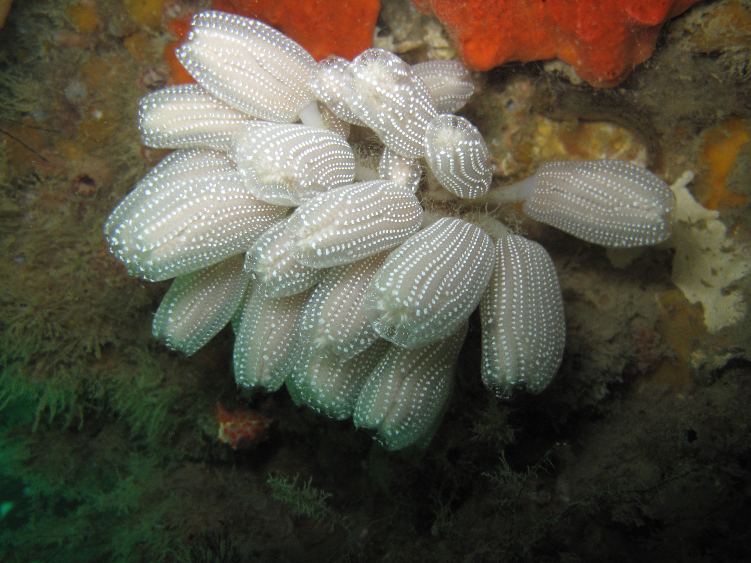 IMG_0596 – Unknown, Ascidian, Whangarei, Harbour, white, crispin, nz, new, zealand, new zealand.