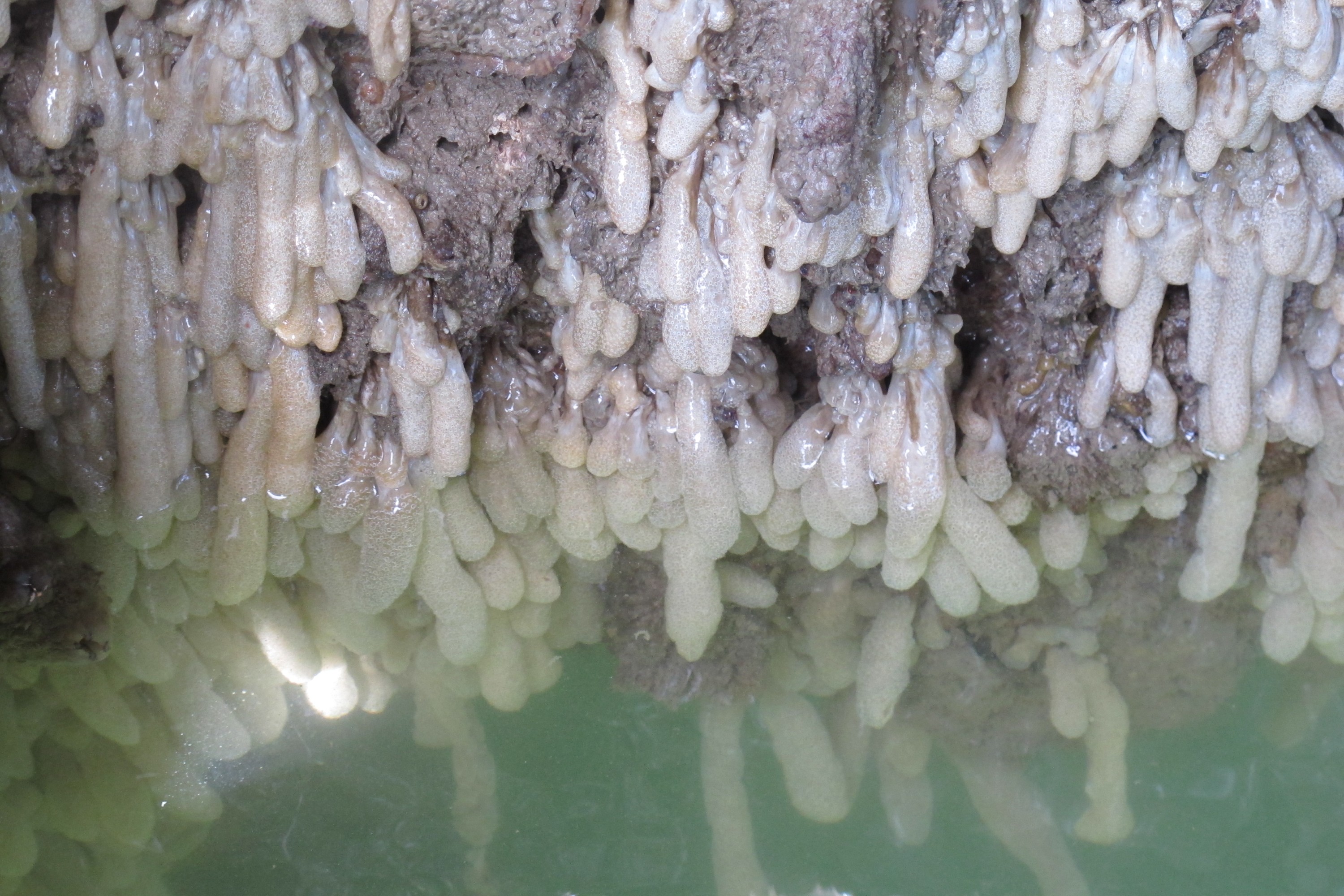 IMG_1855 – new, zealand, new zealand, nz, crispin, Eudistoma, elongatum , crispin, marine, pest, sea squirt, squirt, ascidian, bay of islands
