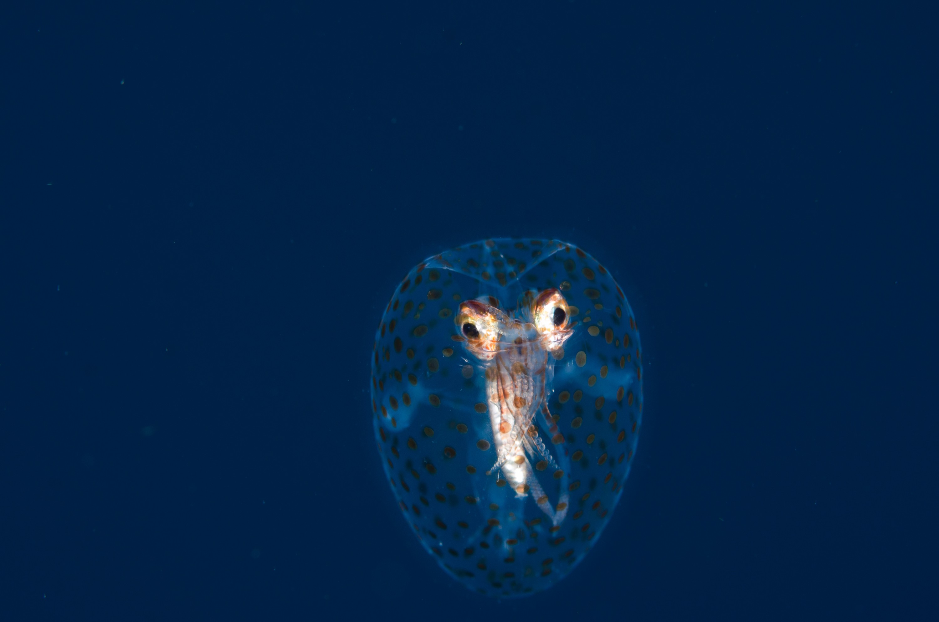 DSC_0540 – new, zealand, new zealand, nz, crispin, Glass, Squid, Cranchiidae, cockatoo, cranchiid, cranch squid,  bathyscaphoid, rare, pelagic, poor, knights, marine, reserve