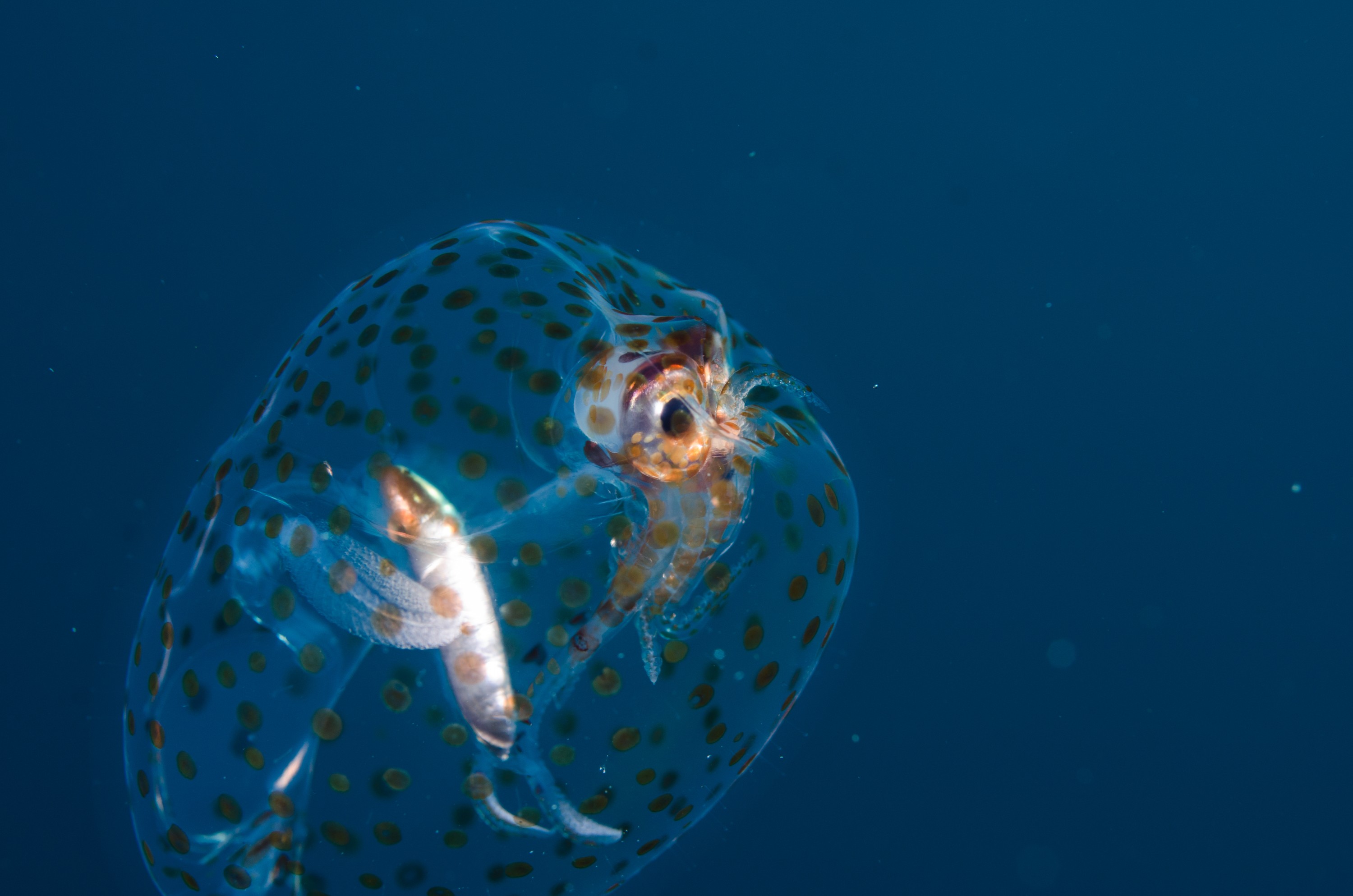 DSC_0546 – new, zealand, new zealand, nz, crispin, Glass, Squid, Cranchiidae, cockatoo, cranchiid, cranch squid,  bathyscaphoid, rare, pelagic, poor, knights, marine, reserve