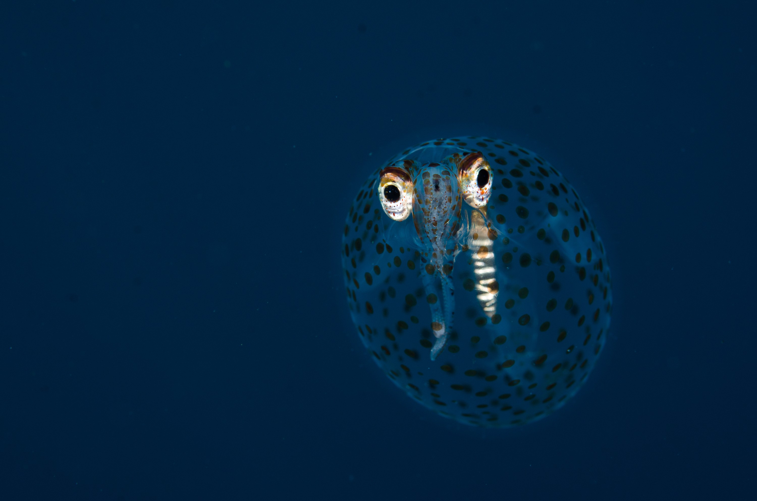 DSC_0565 – new, zealand, new zealand, nz, crispin, Glass, Squid, Cranchiidae, cockatoo, cranchiid, cranch squid,  bathyscaphoid, rare, pelagic, poor, knights, marine, reserve