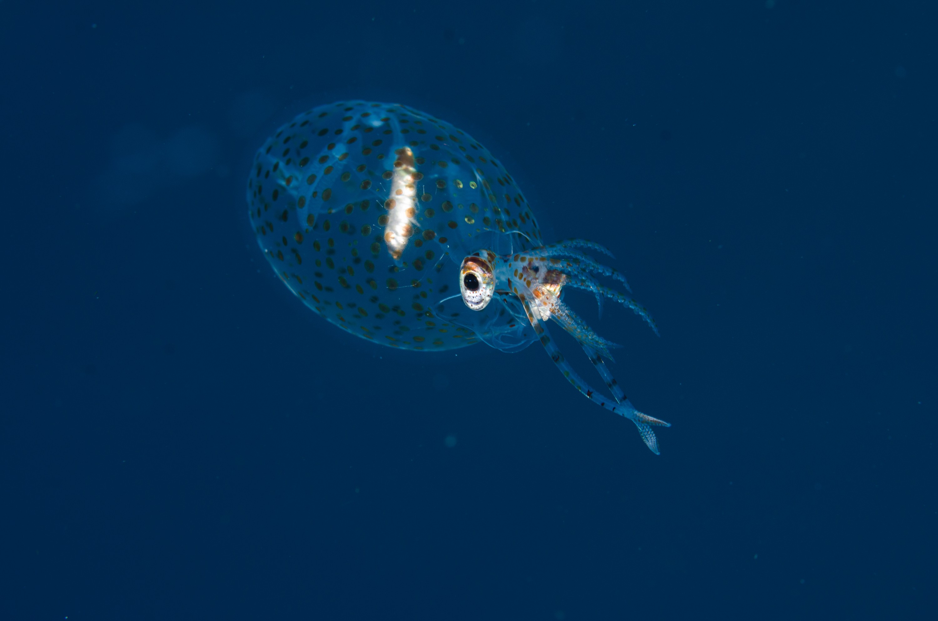 DSC_0568 – new, zealand, new zealand, nz, crispin, Glass, Squid, Cranchiidae, cockatoo, cranchiid, cranch squid,  bathyscaphoid, rare, pelagic, poor, knights, marine, reserve