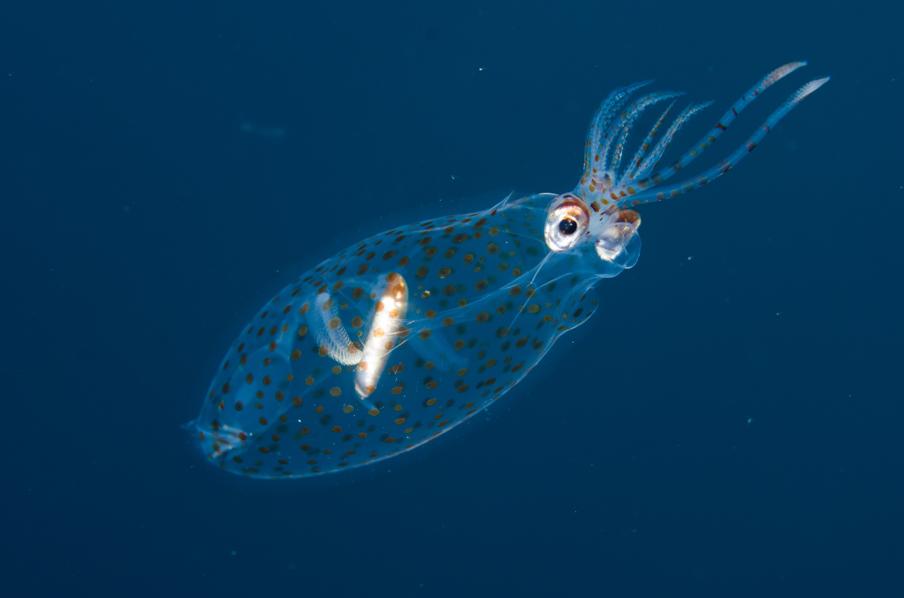 DSC_0575 – new, zealand, new zealand, nz, crispin, Glass, Squid, Cranchiidae, cockatoo, cranchiid, cranch squid,  bathyscaphoid, rare, pelagic, poor, knights, marine, reserve