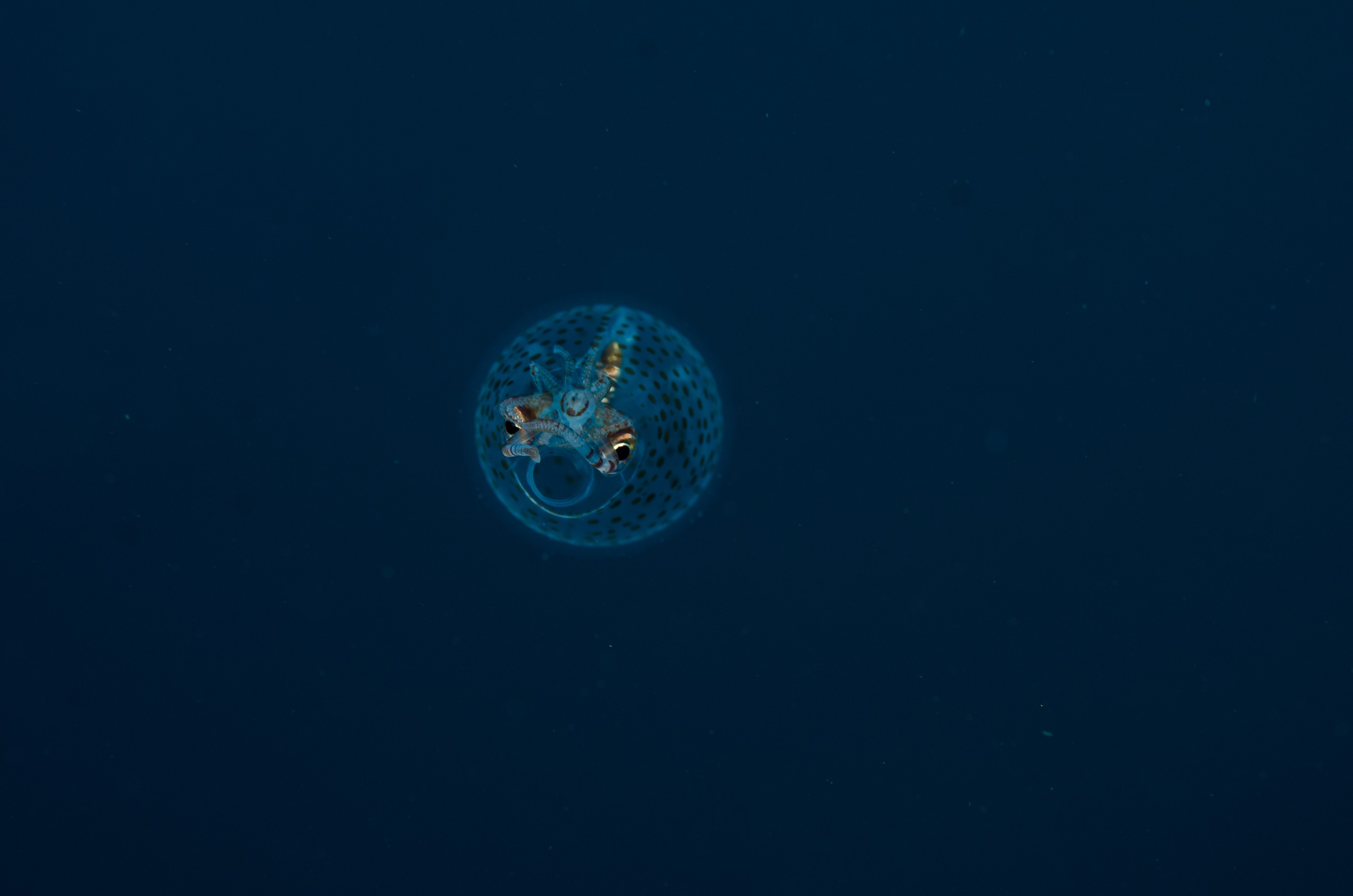 DSC_0592 – new, zealand, new zealand, nz, crispin, Glass, Squid, Cranchiidae, cockatoo, cranchiid, cranch squid,  bathyscaphoid, rare, pelagic, poor, knights, marine, reserve