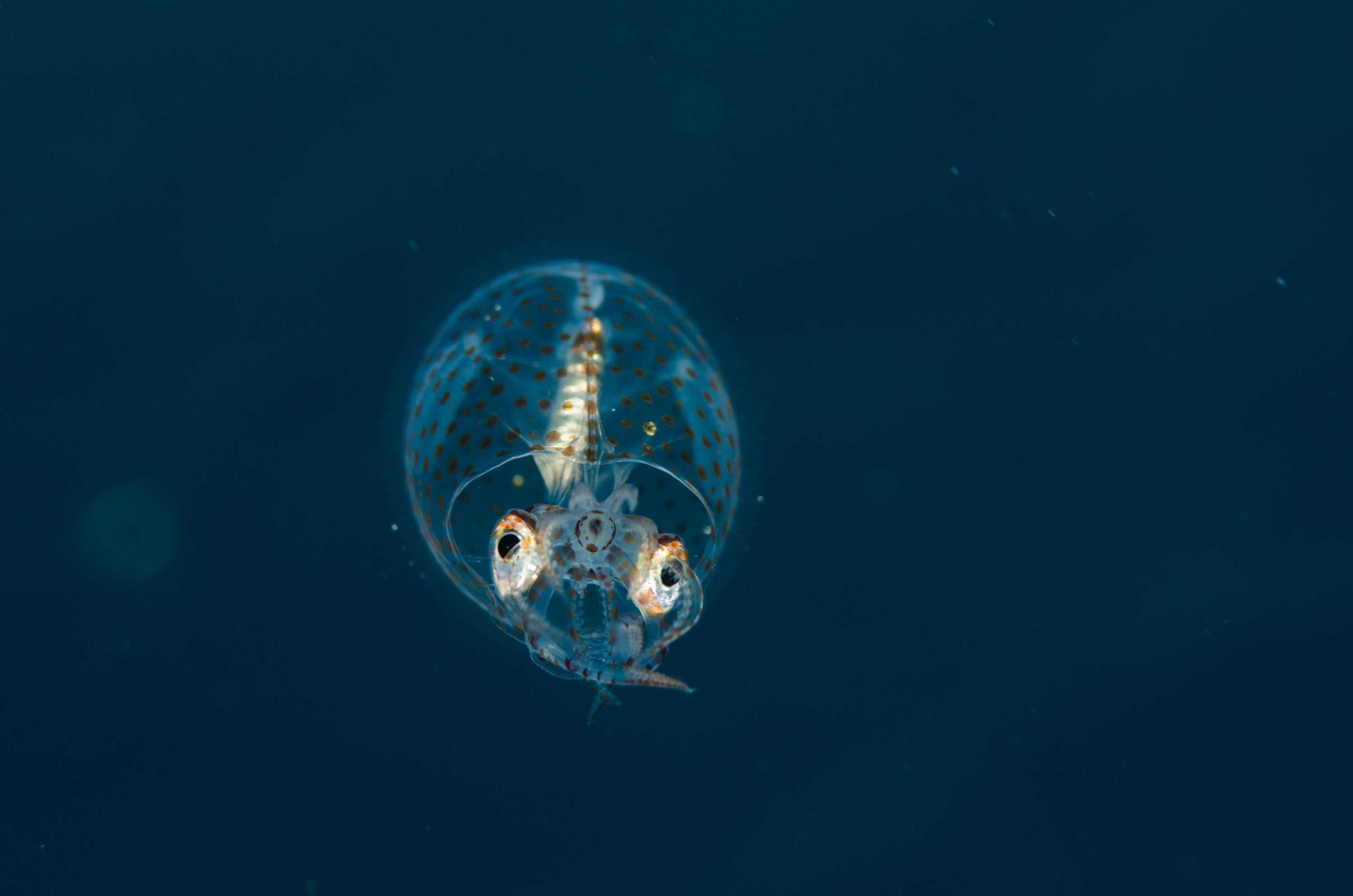 DSC_0595 – new, zealand, new zealand, nz, crispin, Glass, Squid, Cranchiidae, cockatoo, cranchiid, cranch squid,  bathyscaphoid, rare, pelagic, poor, knights, marine, reserve