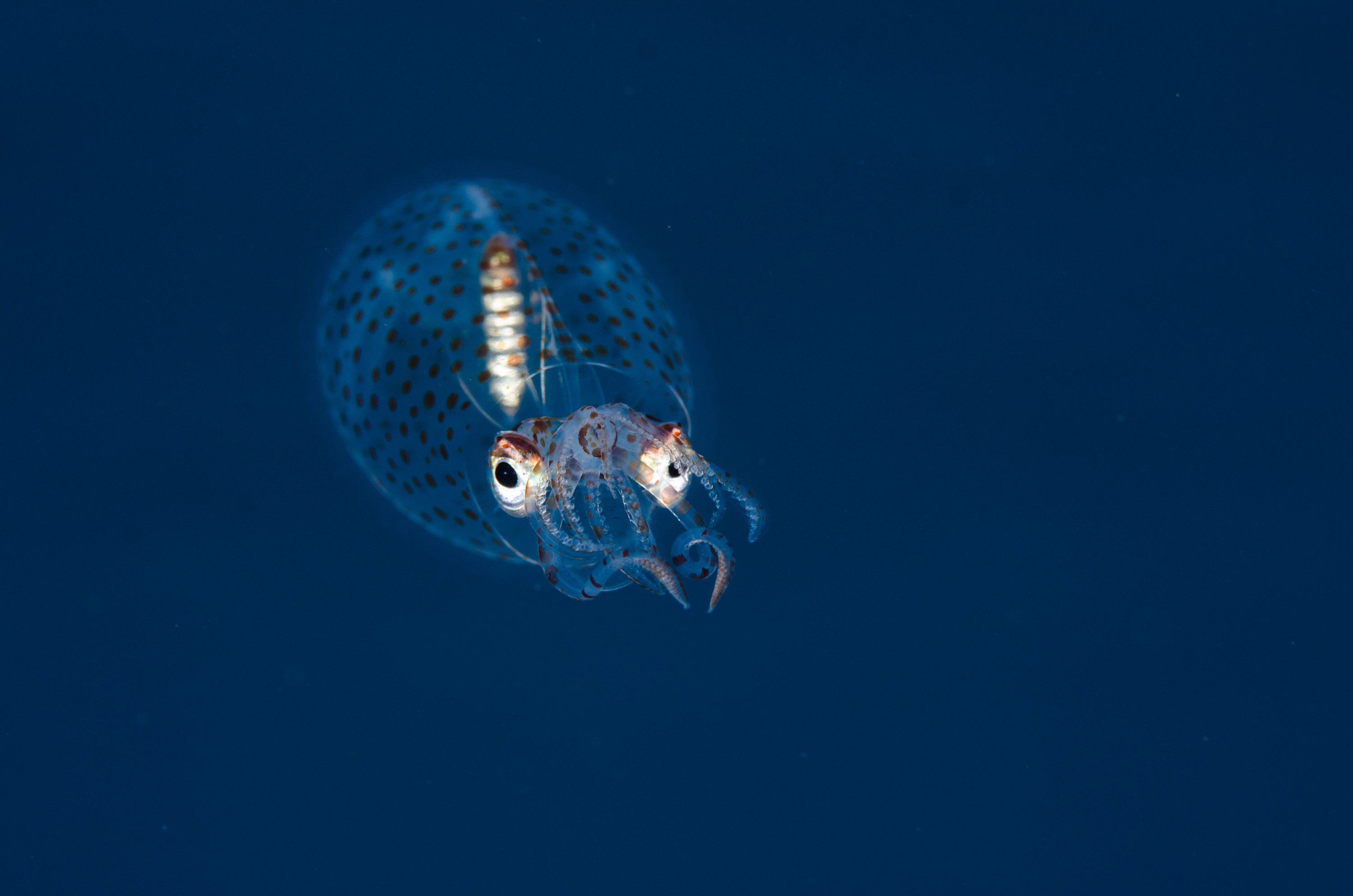 DSC_0620 – new, zealand, new zealand, nz, crispin, Glass, Squid, Cranchiidae, cockatoo, cranchiid, cranch squid,  bathyscaphoid, rare, pelagic, poor, knights, marine, reserve