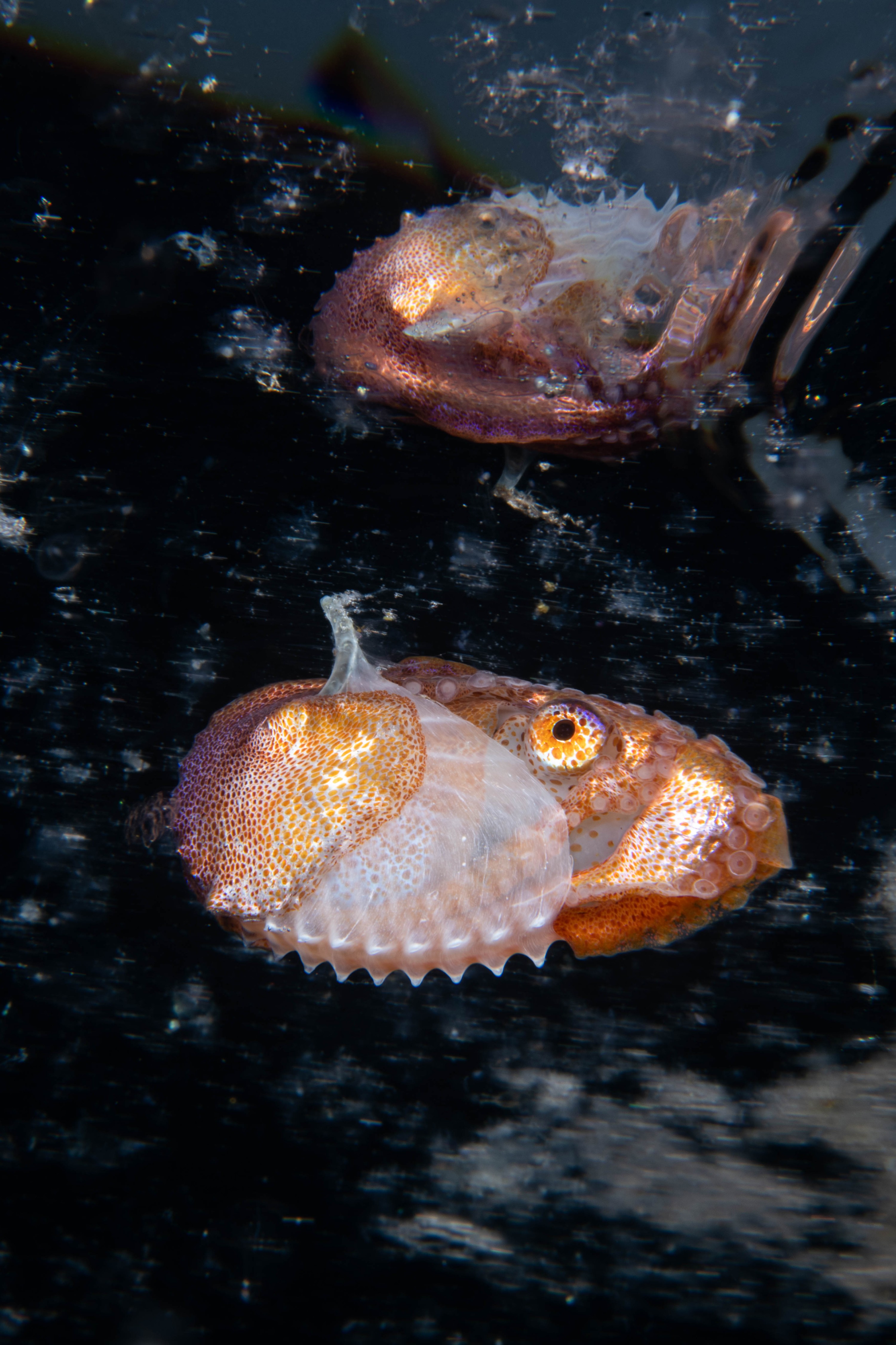 DSC_1926 – paper, nautilus, argonaut, new zealand, poor, knights, marine, reserve, crispin, nz, seacology