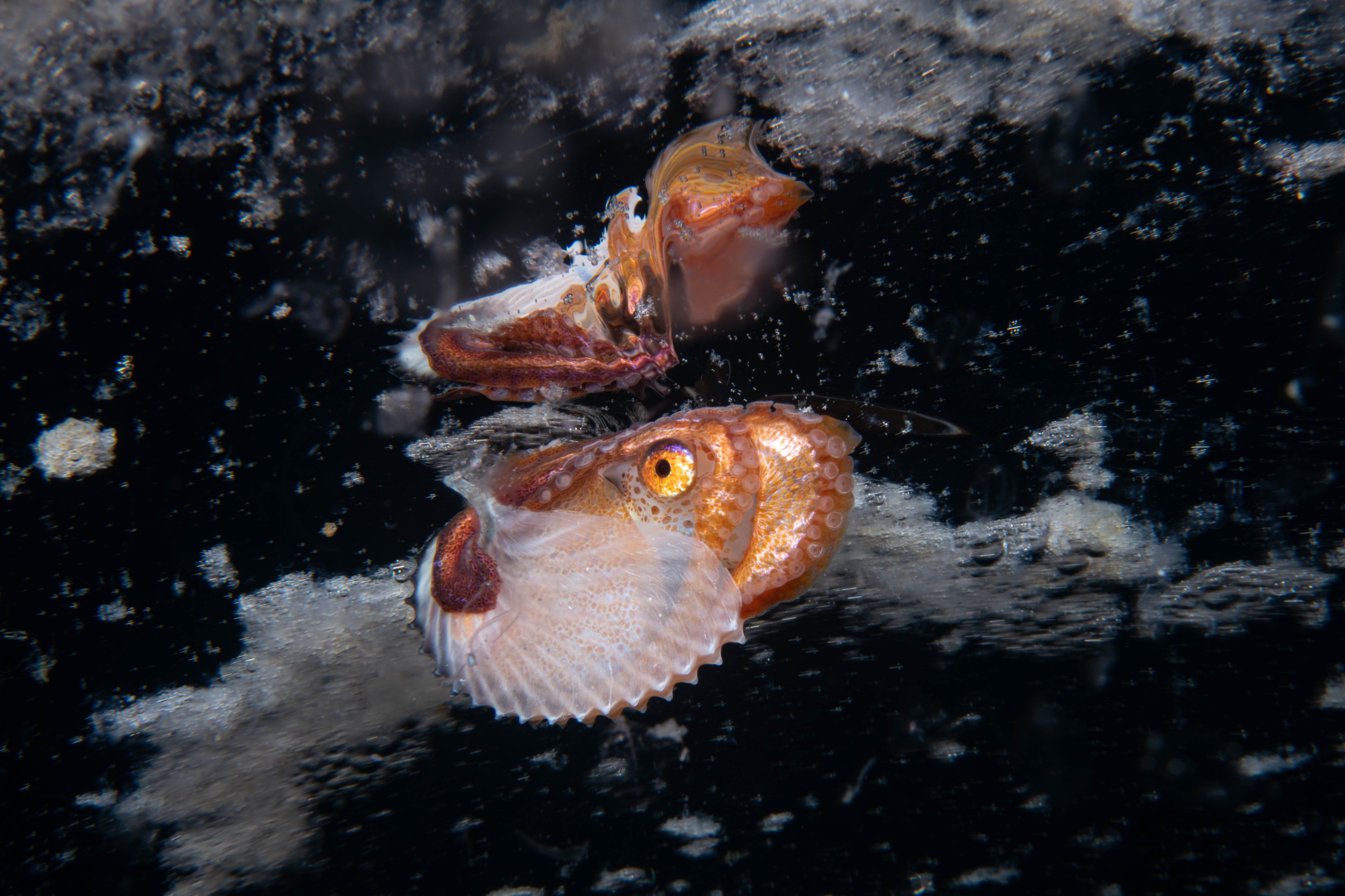 DSC_1948 – paper, nautilus, argonaut, new zealand, poor, knights, marine, reserve, crispin, nz, seacology
