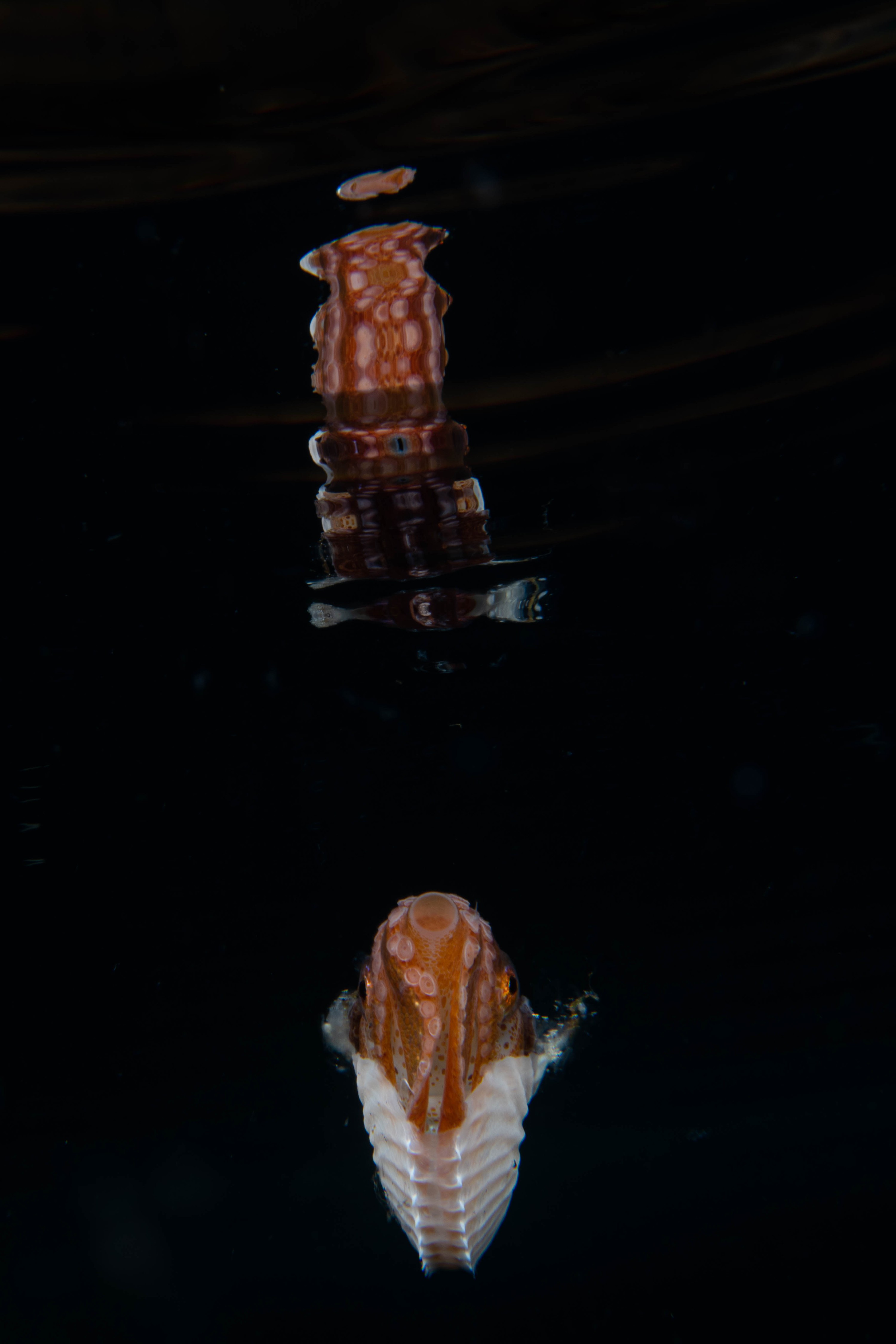 DSC_1965 – paper, nautilus, argonaut, new zealand, poor, knights, marine, reserve, crispin, nz, seacology