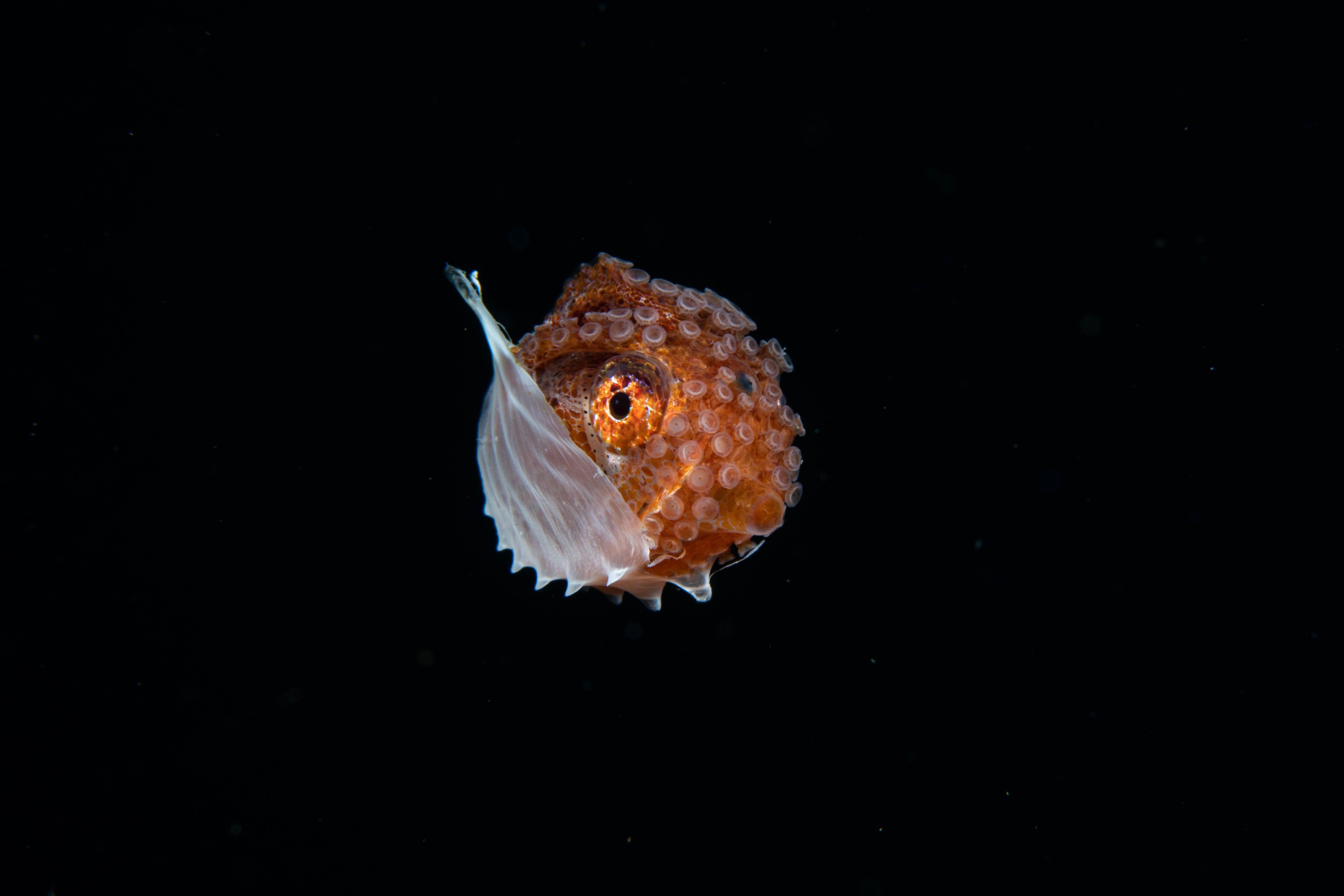DSC_2066 – paper, nautilus, argonaut, new zealand, poor, knights, marine, reserve, crispin, nz, seacology