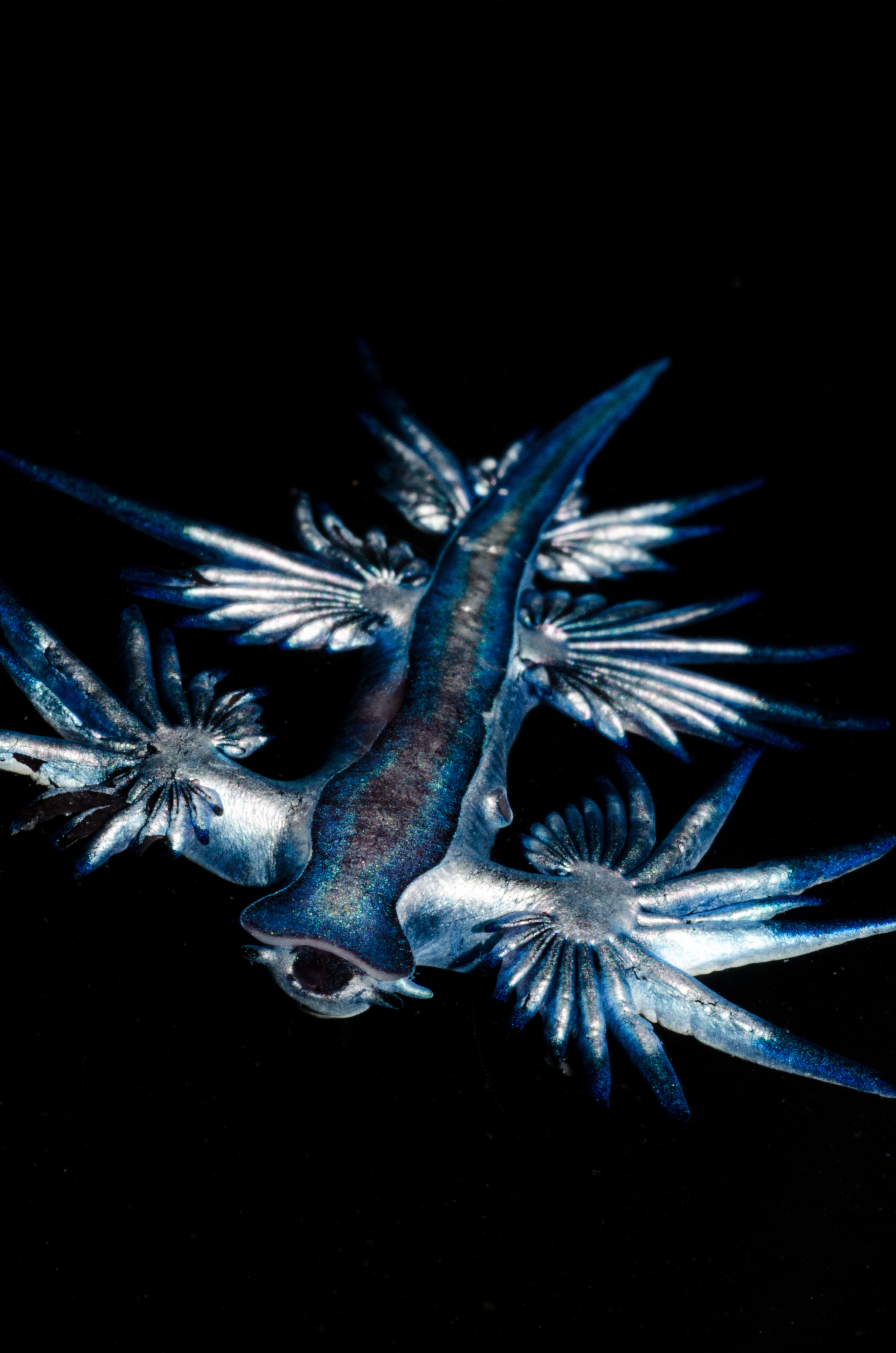 DSC_4185 – Underwater, Glaucus, atlanticus, Northland, nudibranch, blue, pokemon, pelagic, swallow, seaslug, sea slug, slug, sea, Crispin, marine, new zealand, zealand, new, nz,